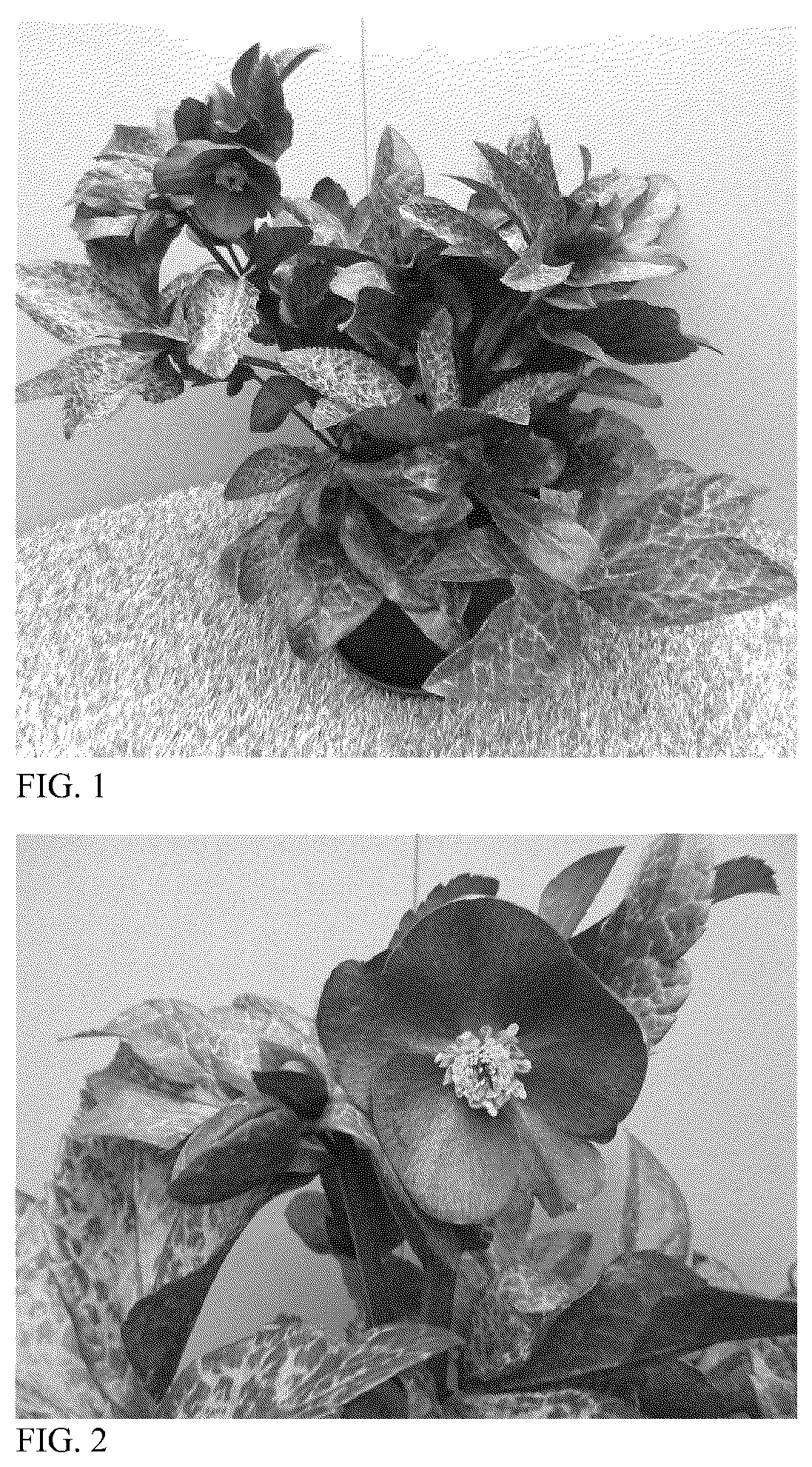 Patent USPP036181 — Helleborus plant named ‘HM 1216’ — Figure 1