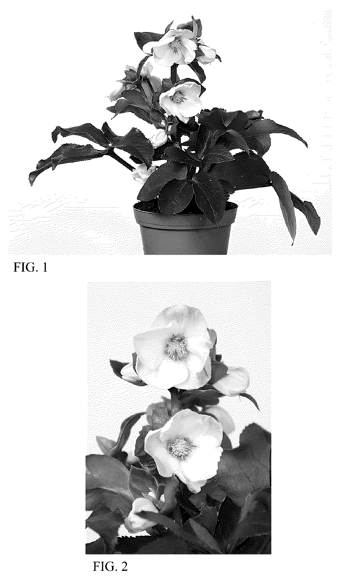 Patent USPP036182 — Helleborus plant named ‘HG 1414’ — Figure 1