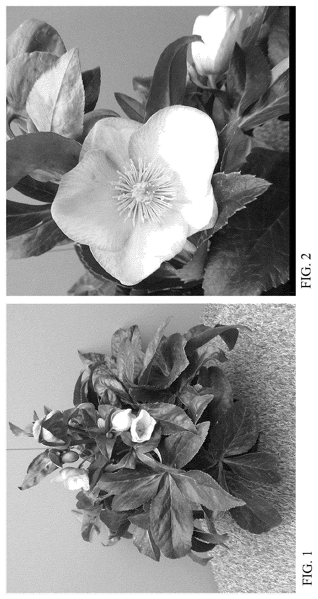 Patent USPP036183 — Helleborus plant named ‘HF 1112’ — Figure 1