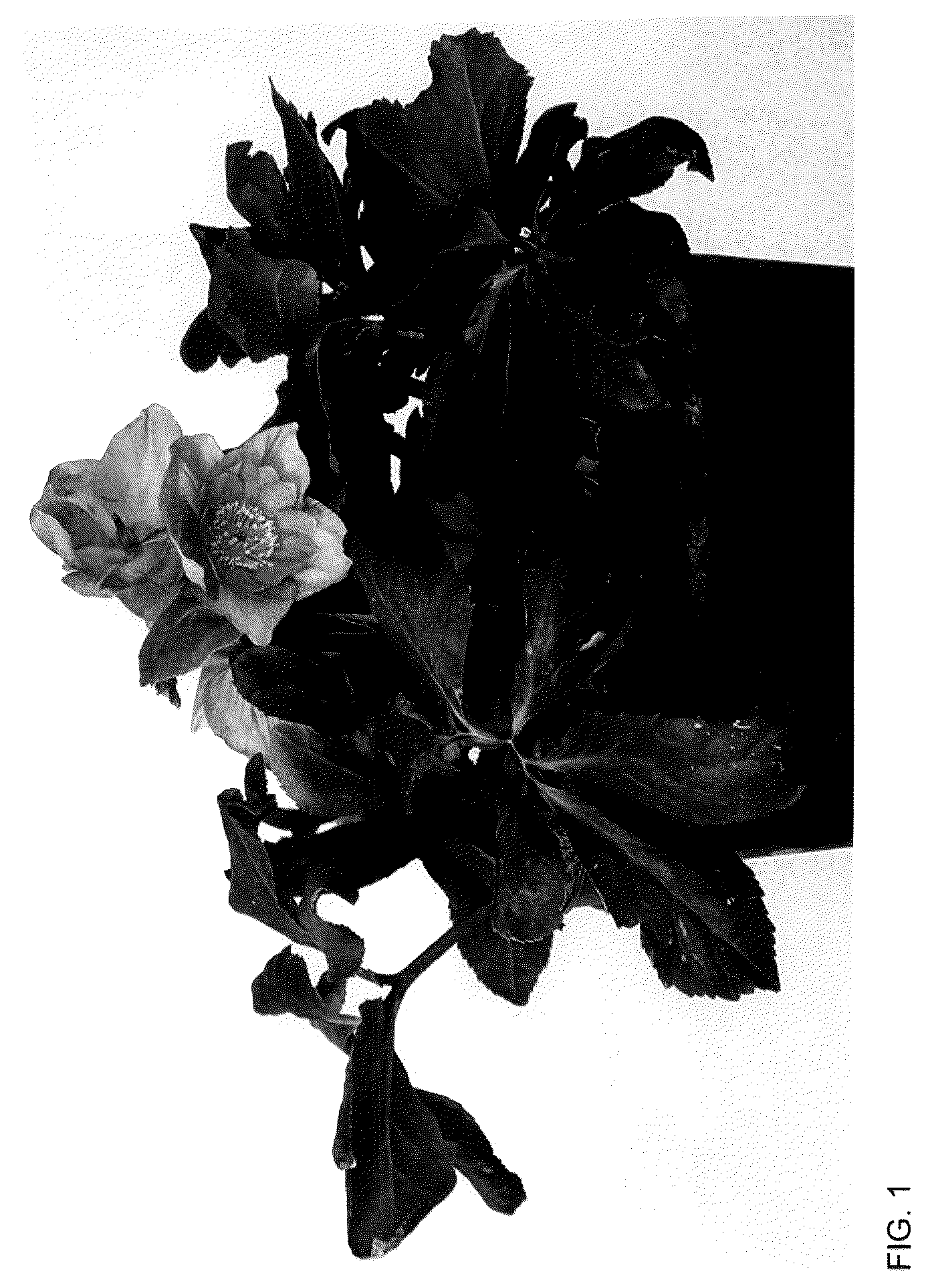 Patent USPP036184 — Helleborus plant named ‘HL 1016’ — Figure 1