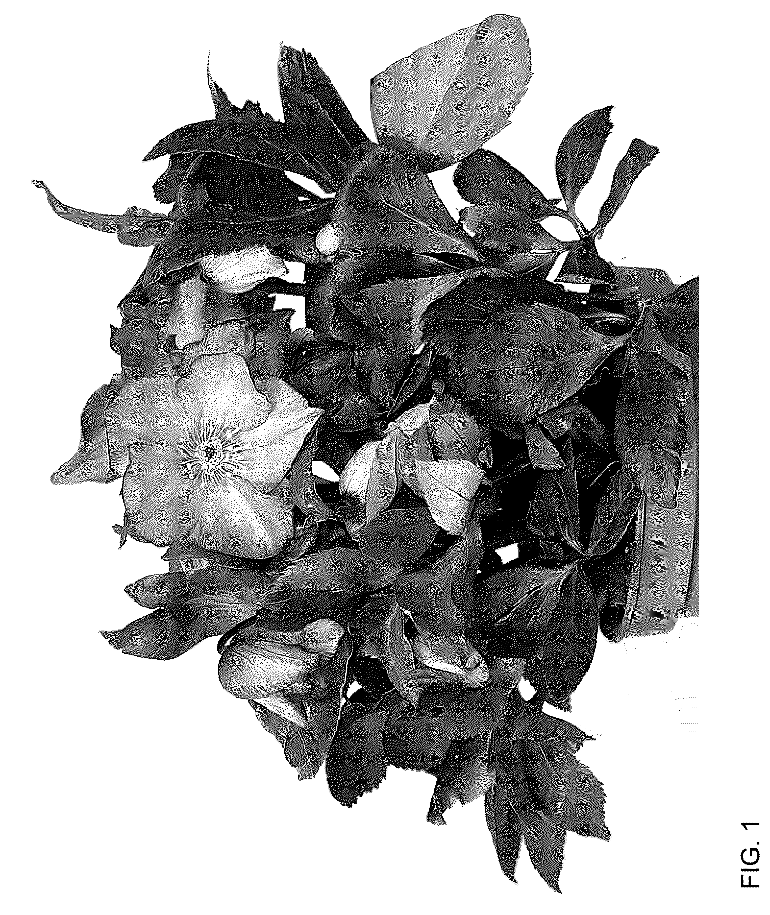 Patent USPP036185 — Helleborus plant named ‘HL 1040’ — Figure 1