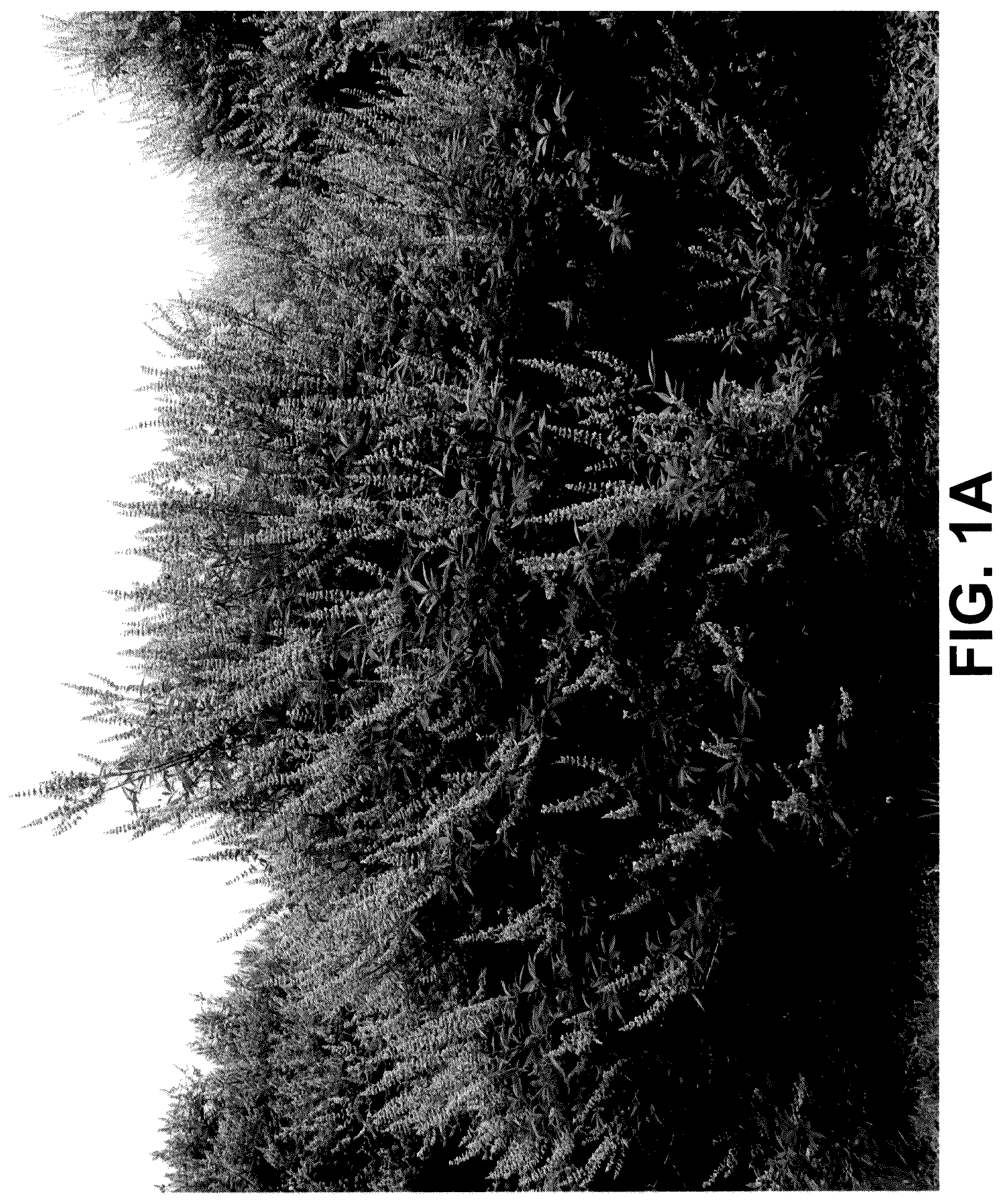 Patent USPP036228 Figure 1 – Vitex plant named ‘V12-2-1’