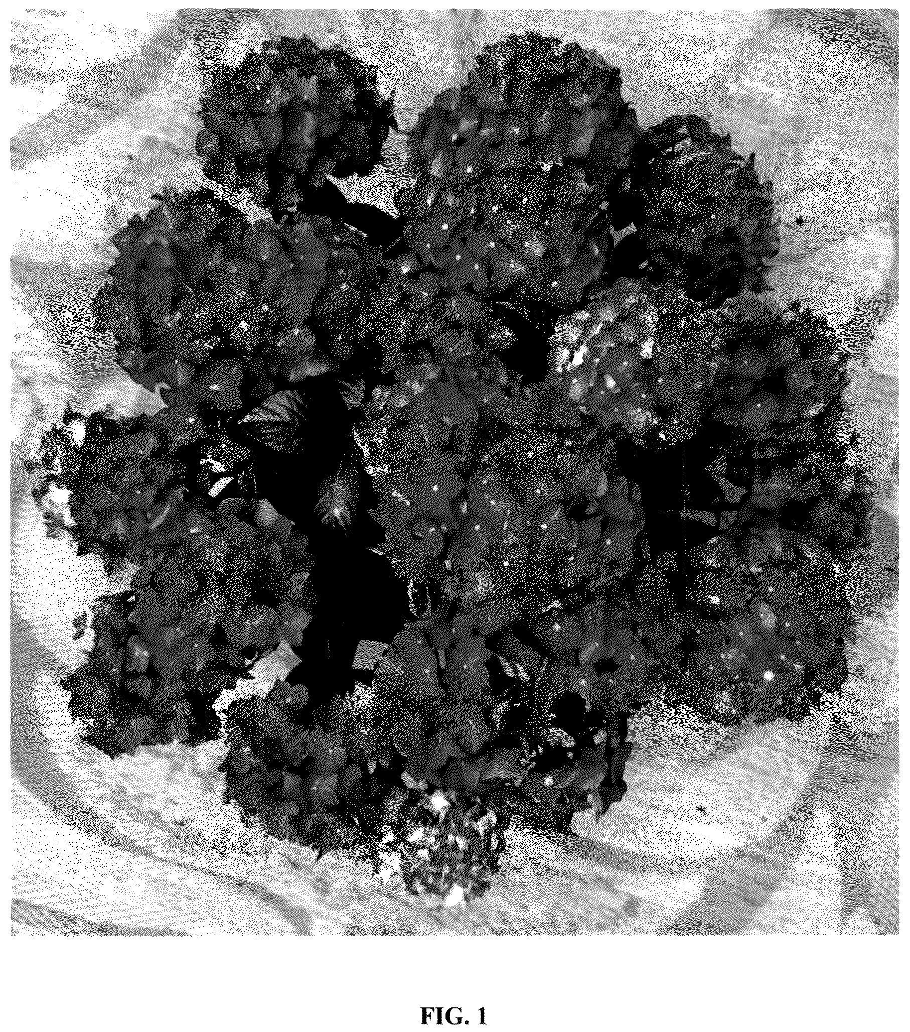 Patent USPP036229 — Hydrangea plant named ‘Hokomadraq’ — Figure 1