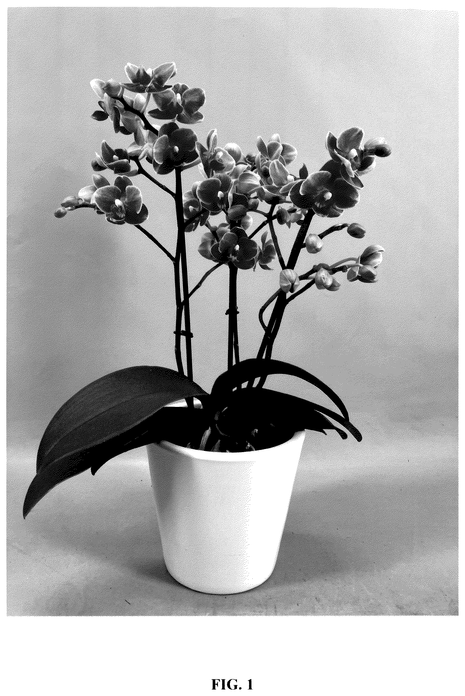 Patent USPP036230 Figure 1 – Phalaenopsis orchid plant named ‘PHA279943’