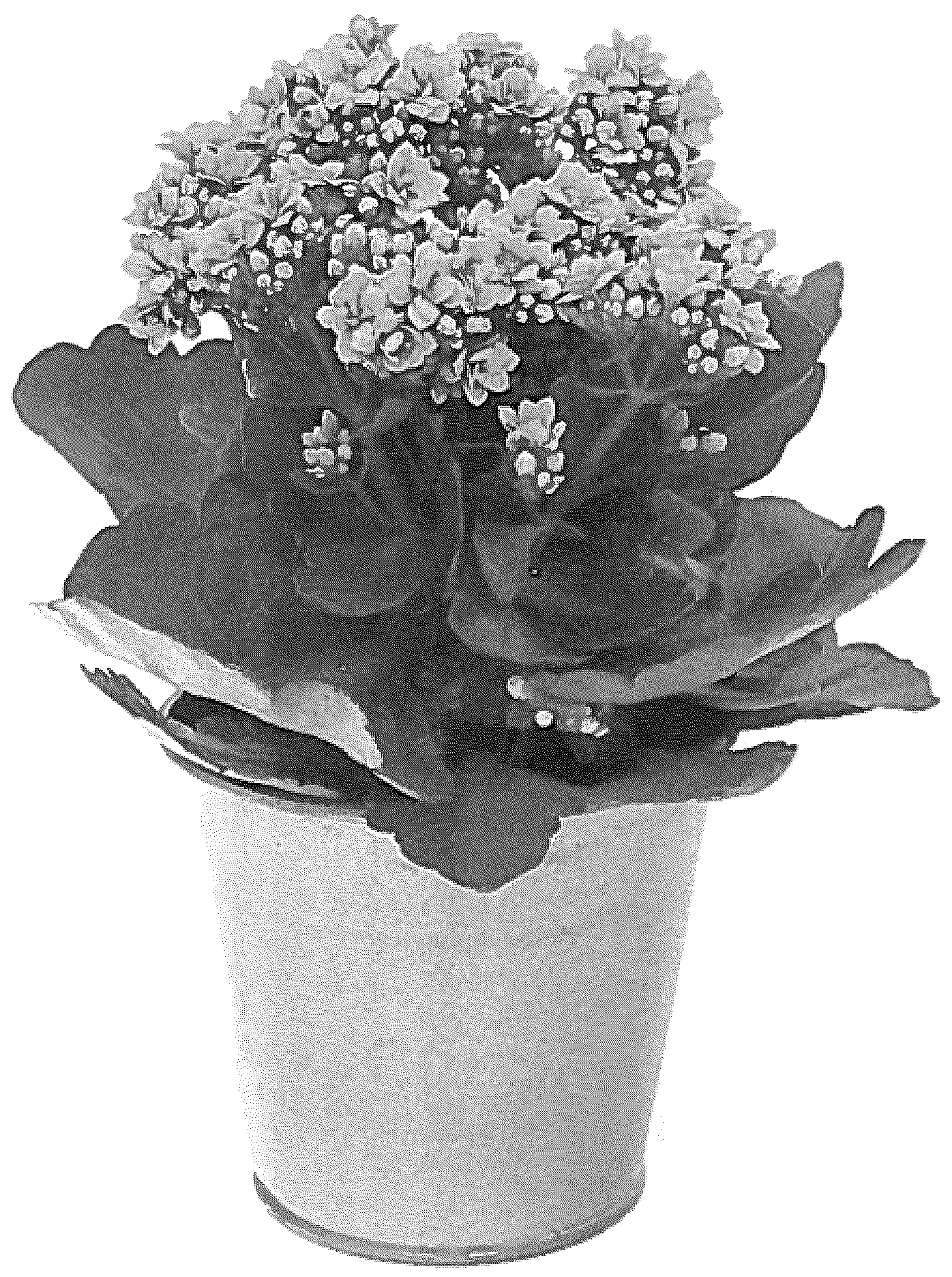 Patent USPP036231 Figure 1 – Kalanchoe plant named ‘KLEKB20035’