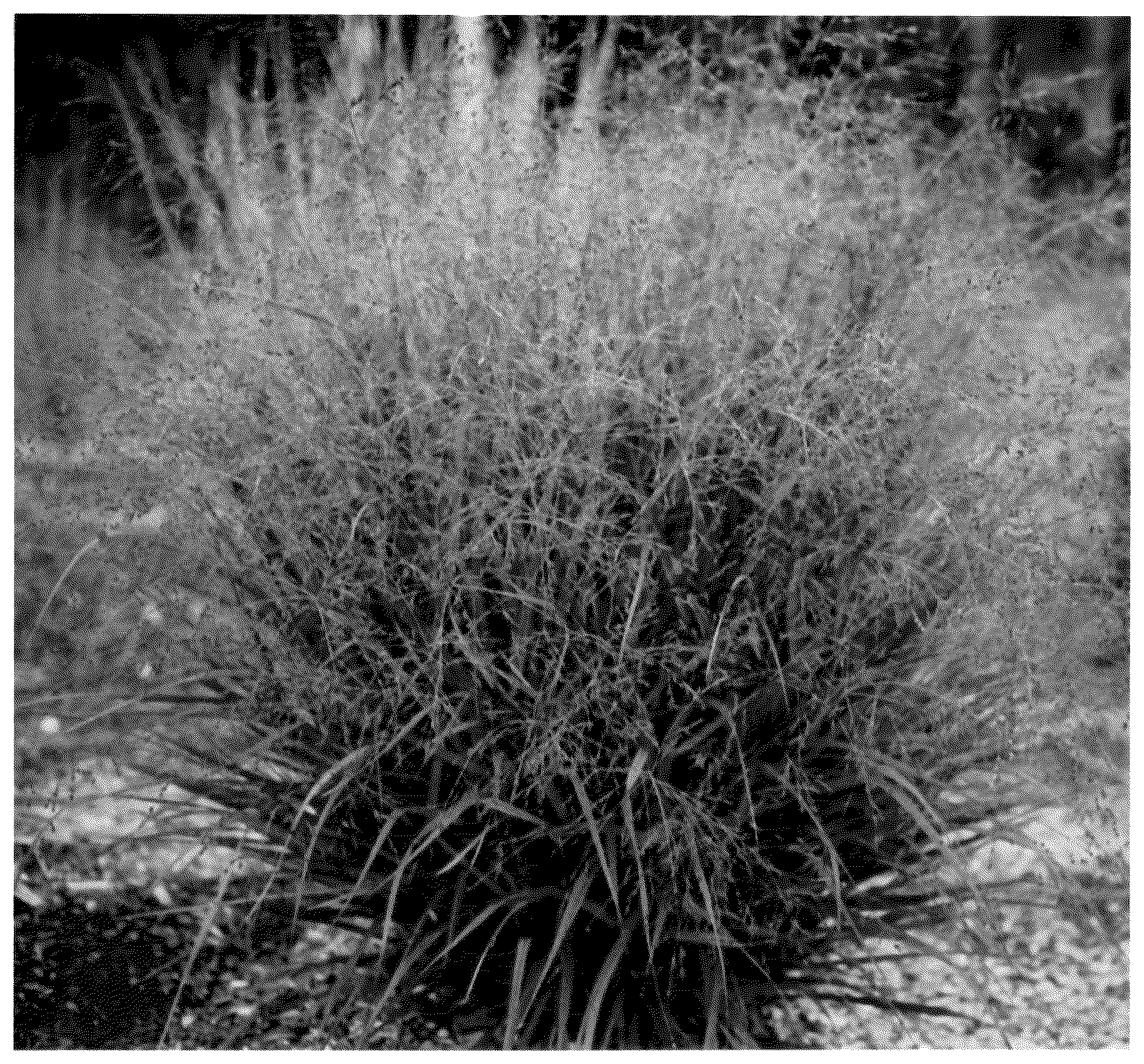 Patent USPP036232 Figure 1 – Panicum plant named ‘Nondee’