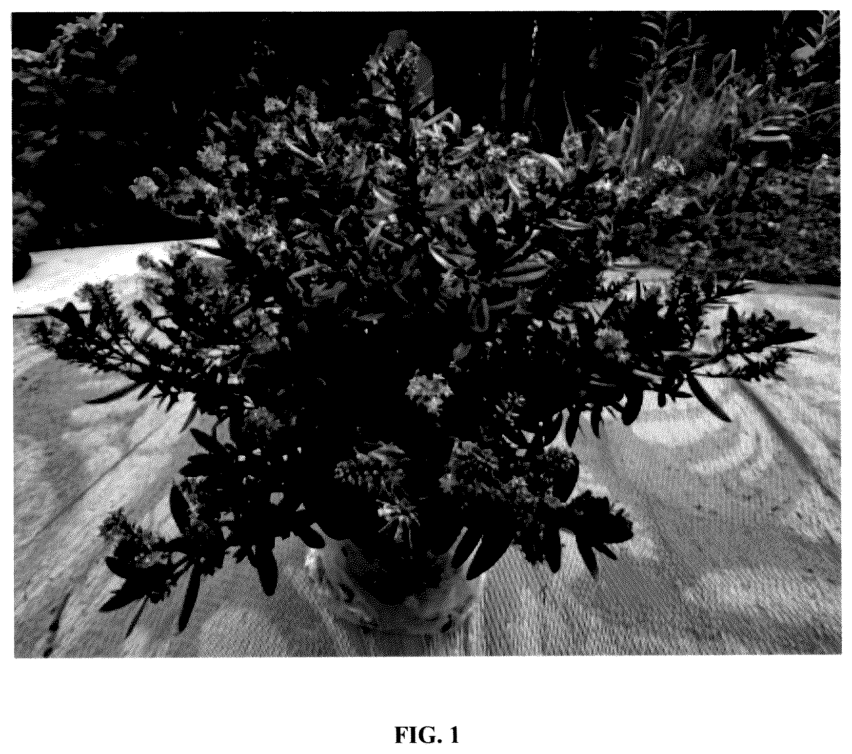 Patent USPP036248 — Hebe plant named ‘IB 605-2’ — Figure 1