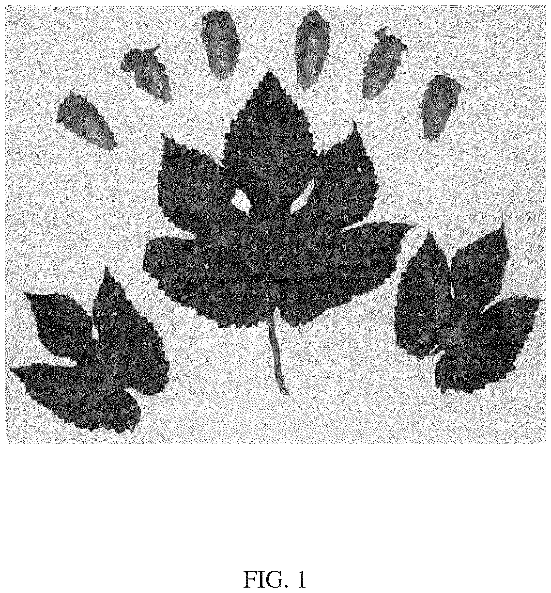 Patent USPP036249 — Hop plant named ‘HS15619’ — Figure 1