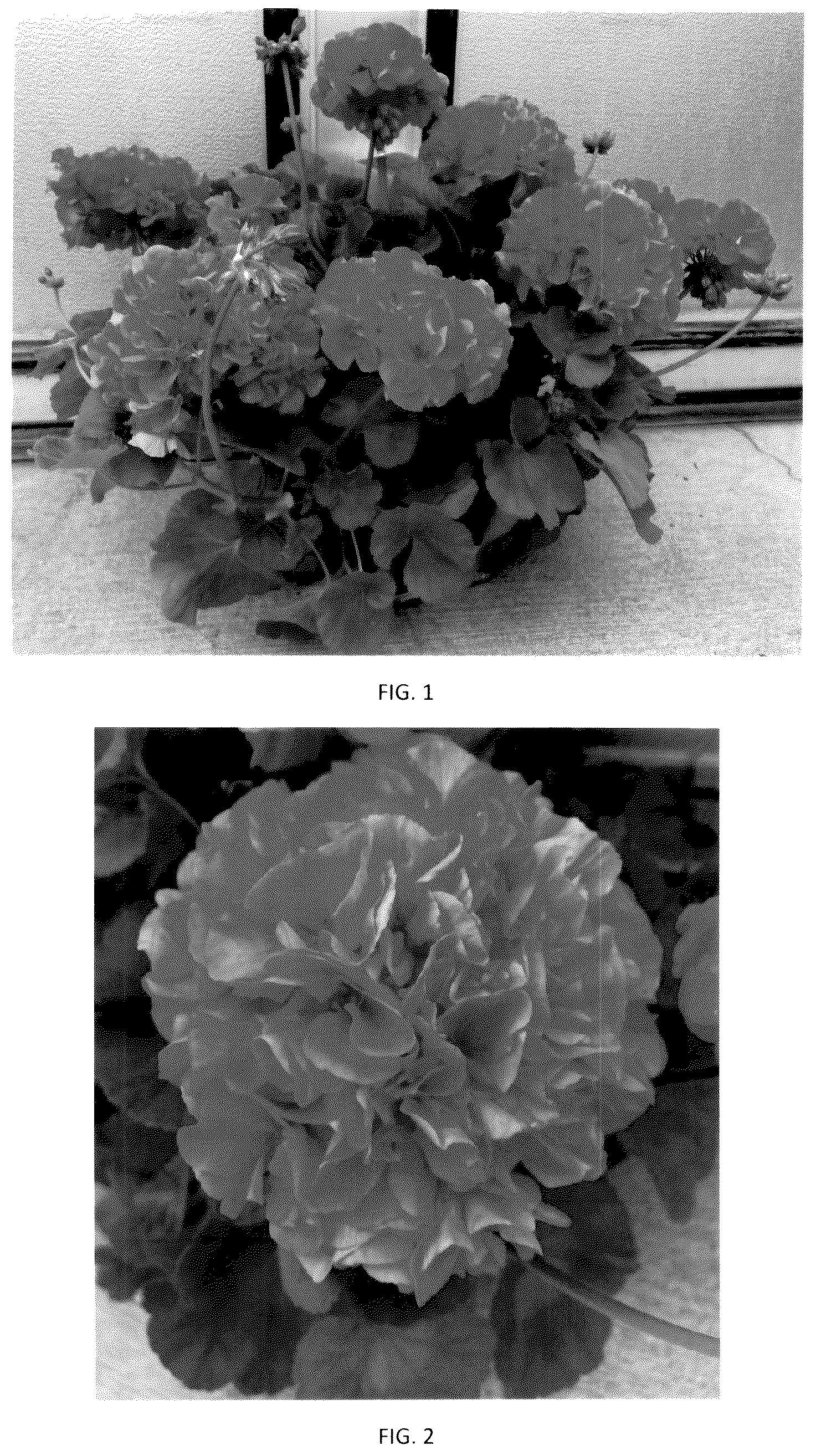 Patent USPP036250 — Pelargonium plant named ‘PEQZ0107’ — Figure 1