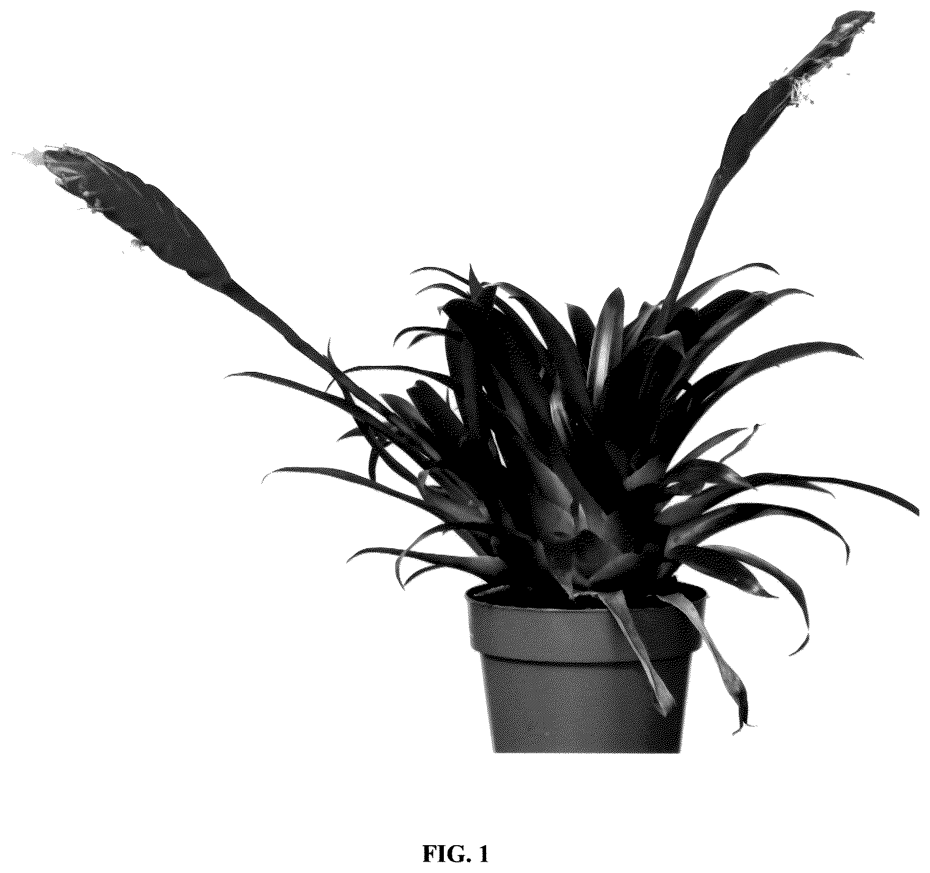 Patent USPP036251 Figure 1 – Vriesea plant named ‘Multred’