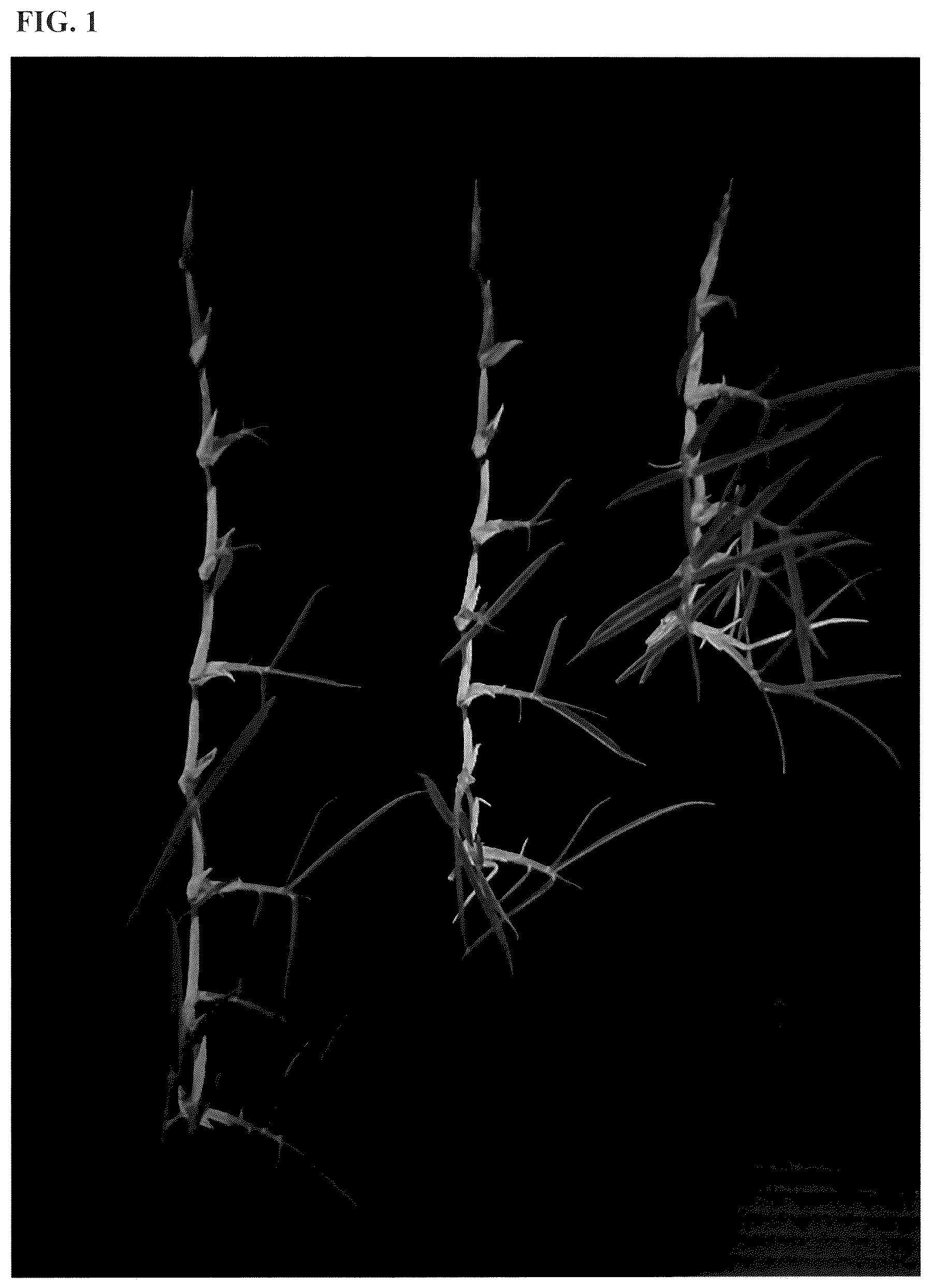Patent USPP036252 — Zoysiagrass plant named ‘XZ 14069’ — Figure 1