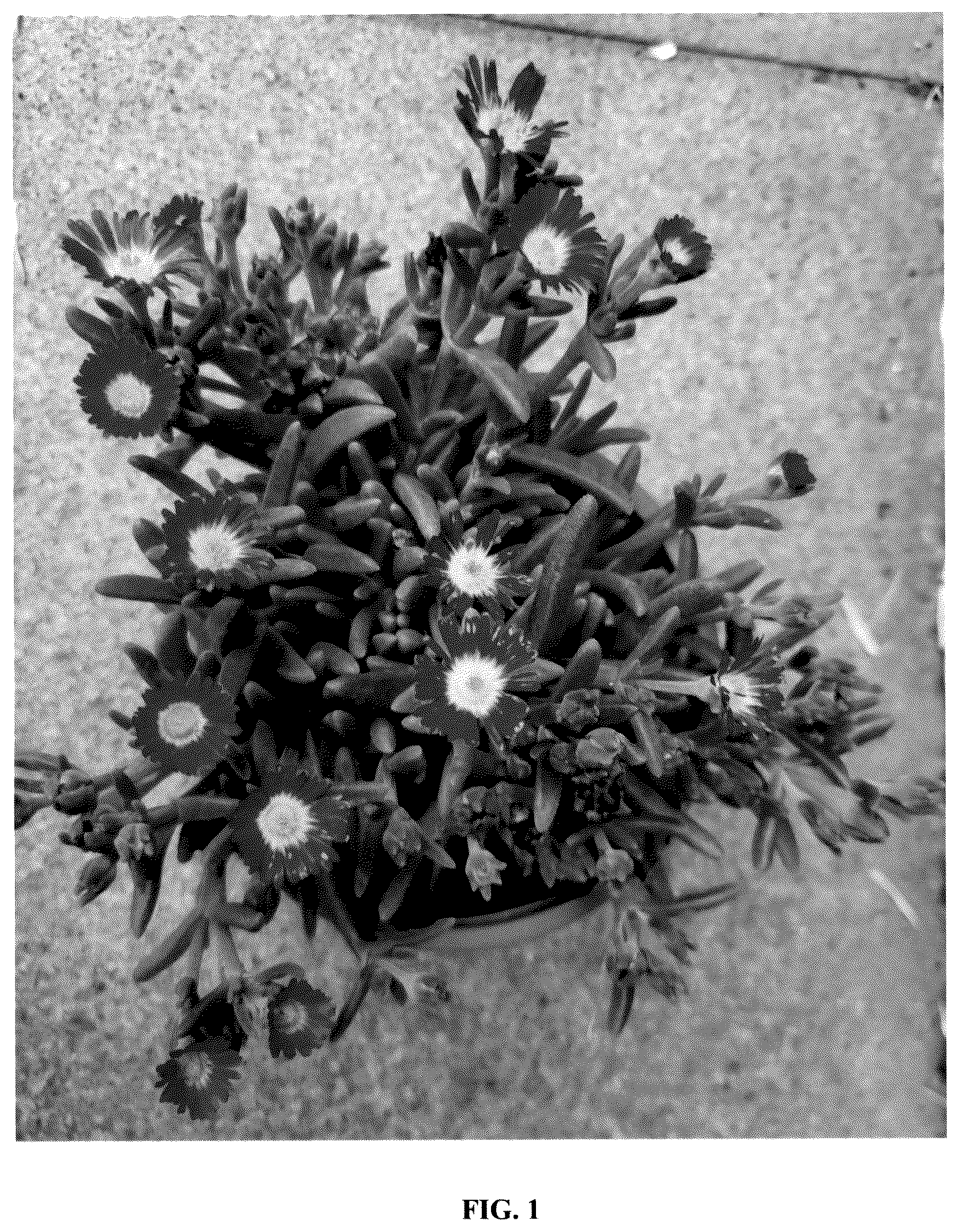 Patent USPP036253 — Delosperma plant named ‘S3ros’ — Figure 1