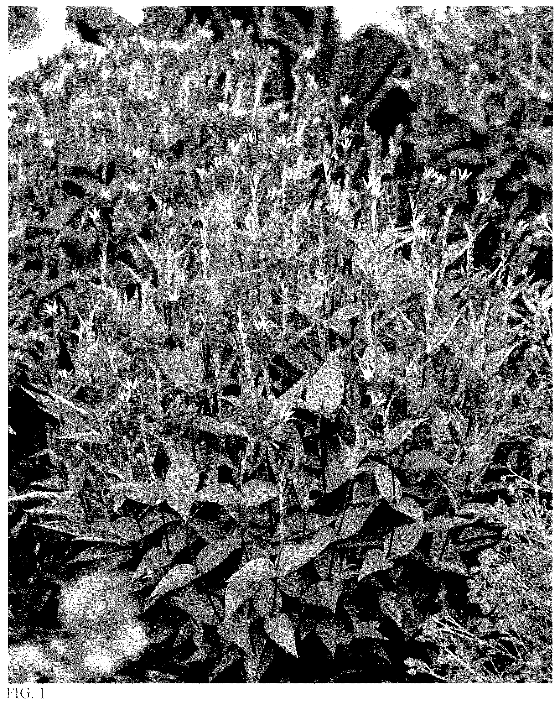 Patent USPP036254 — Spigelia plant named ‘Apple Slices’ — Figure 1