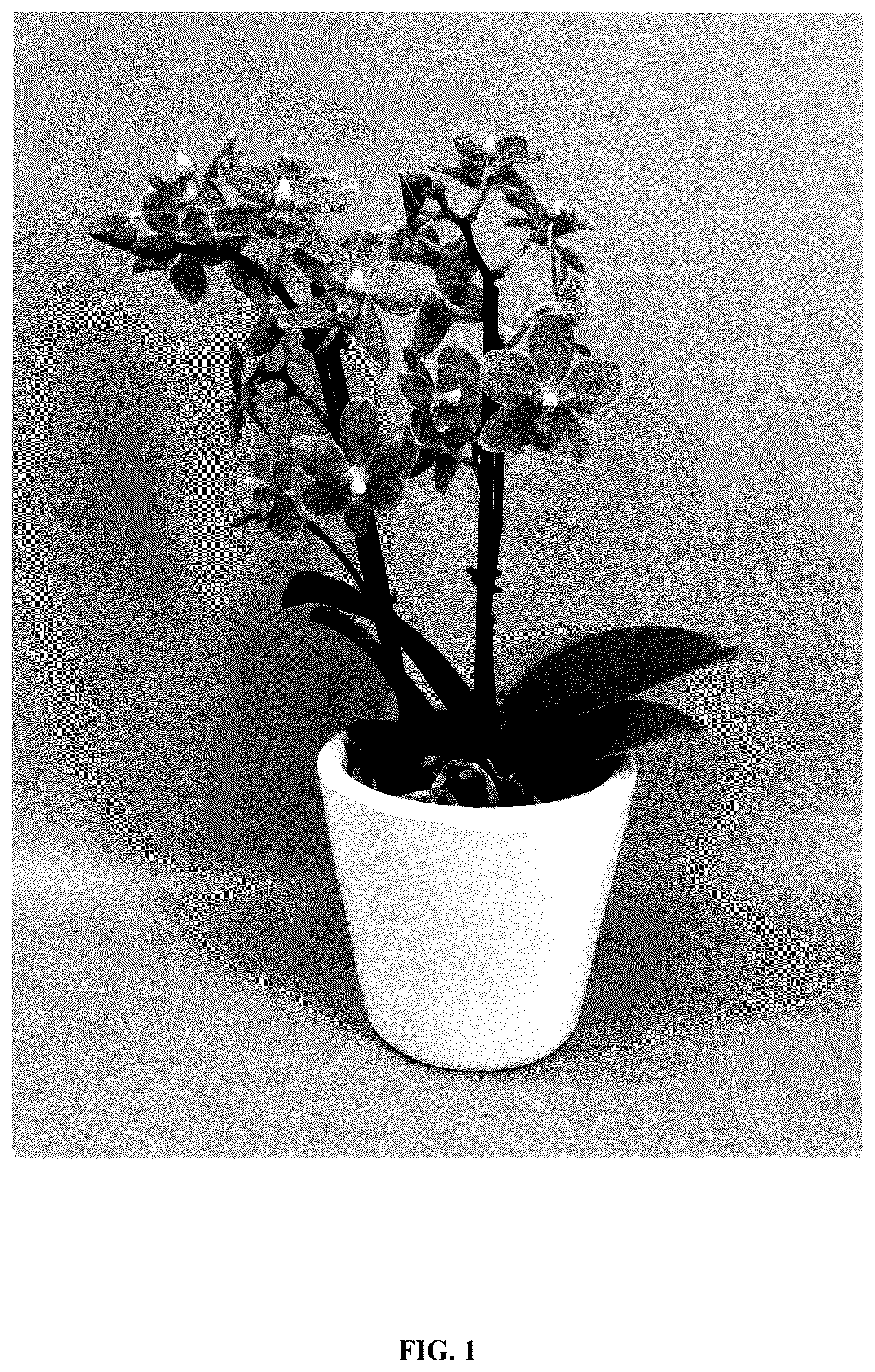 Patent USPP036257 — Phalaenopsis orchid plant named ‘PHA578420’ — Figure 1