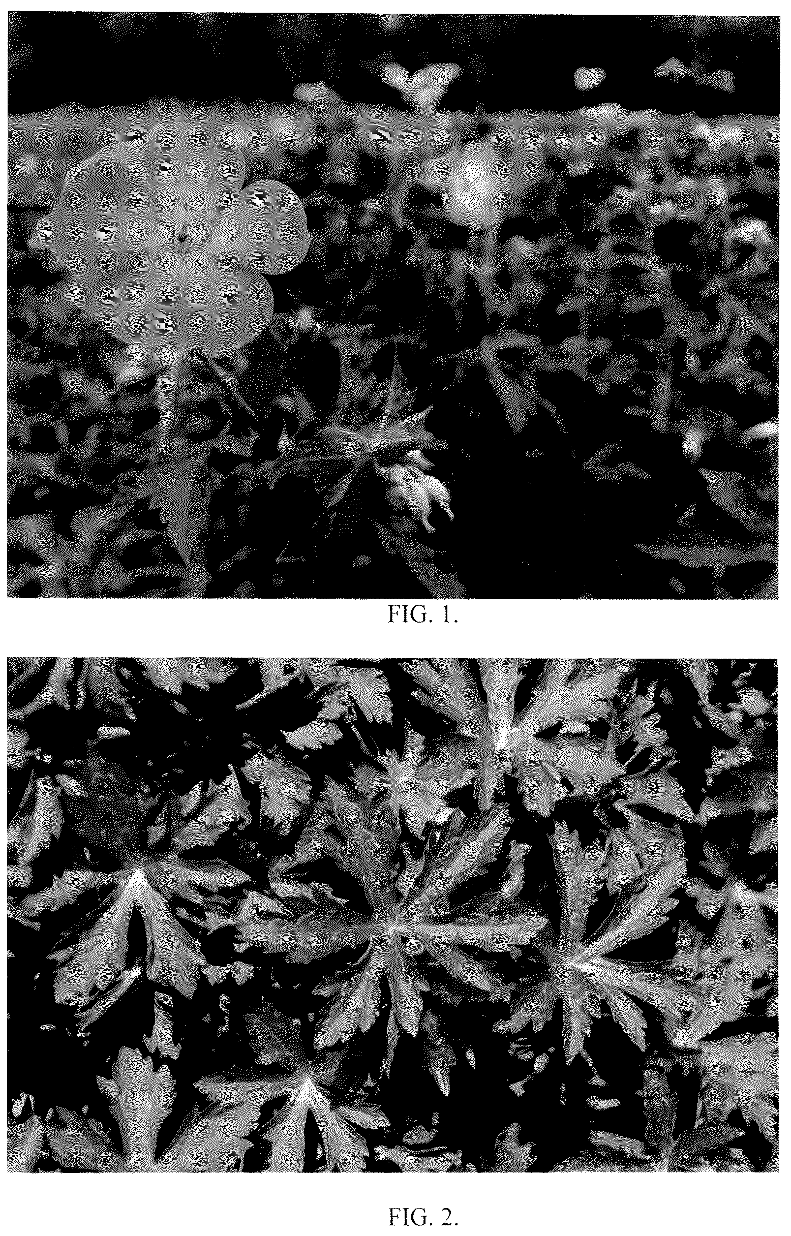 Patent USPP036258 — Geranium maculatum plant named ‘Huggy Bear’ — Figure 1