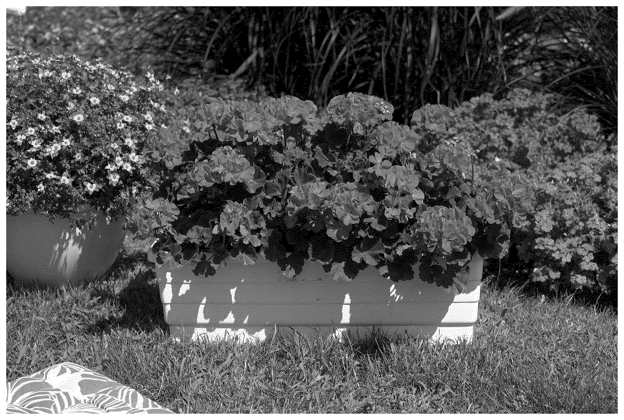 Patent USPP036259 — Pelargonium plant named ‘KLEPZ23795’ — Figure 1
