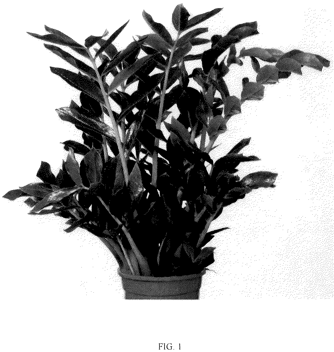 Patent USPP036260 — Zamioculcas plant named ‘Queen’ — Figure 1
