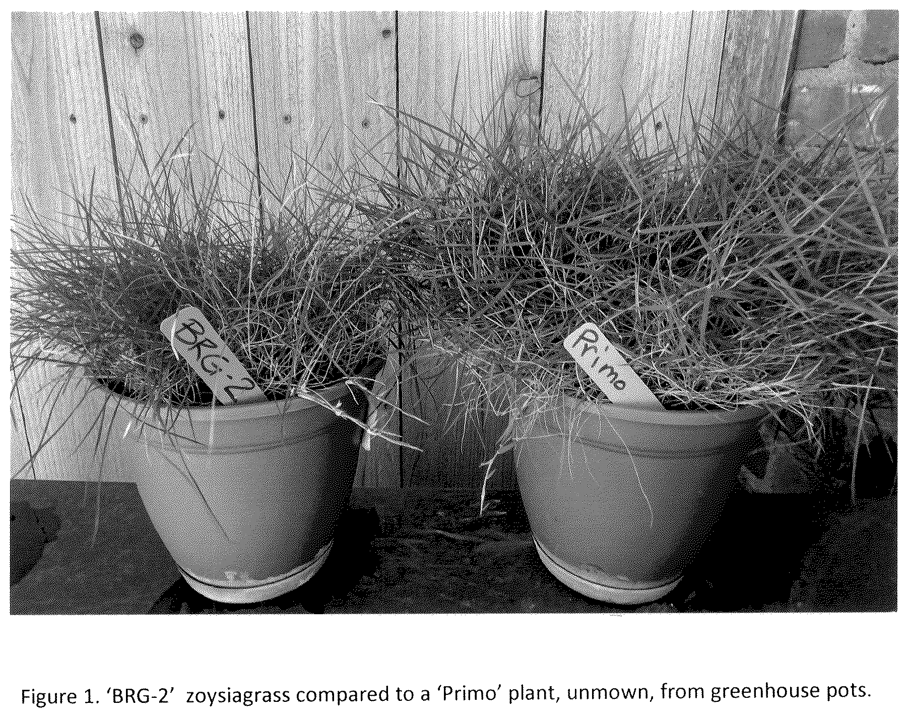 Patent USPP036261 — Zoysiagrass plant named ‘BRG-2’ — Figure 1