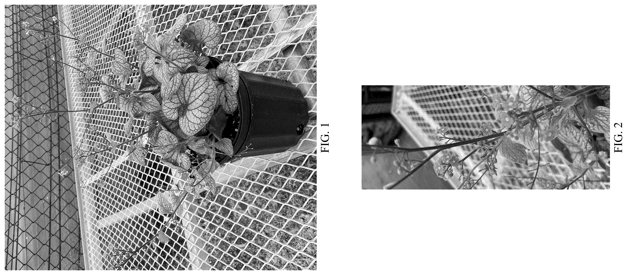 Patent USPP036281 — Brunnera plant named ‘Balbrufline’ — Figure 1