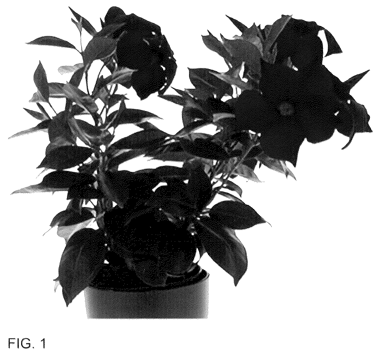 Patent USPP036283 — Mandevilla plant named ‘Inmanbemag’ — Figure 1