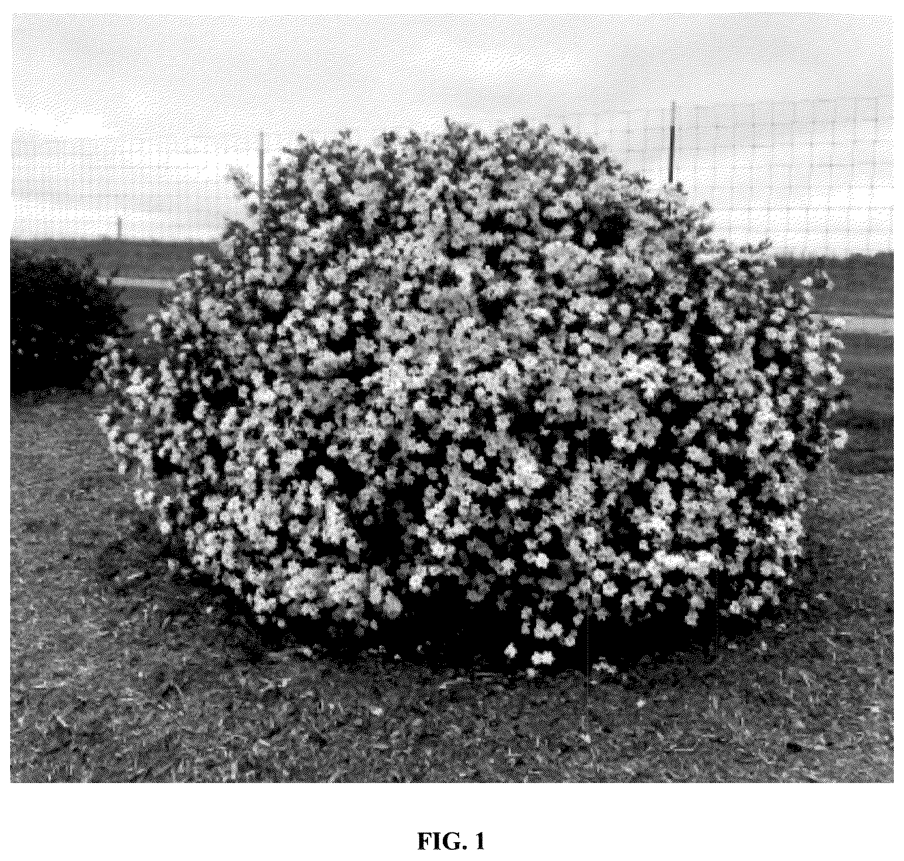 Patent USPP036284 — Gardenia plant named ‘Baildeniaone’ — Figure 1