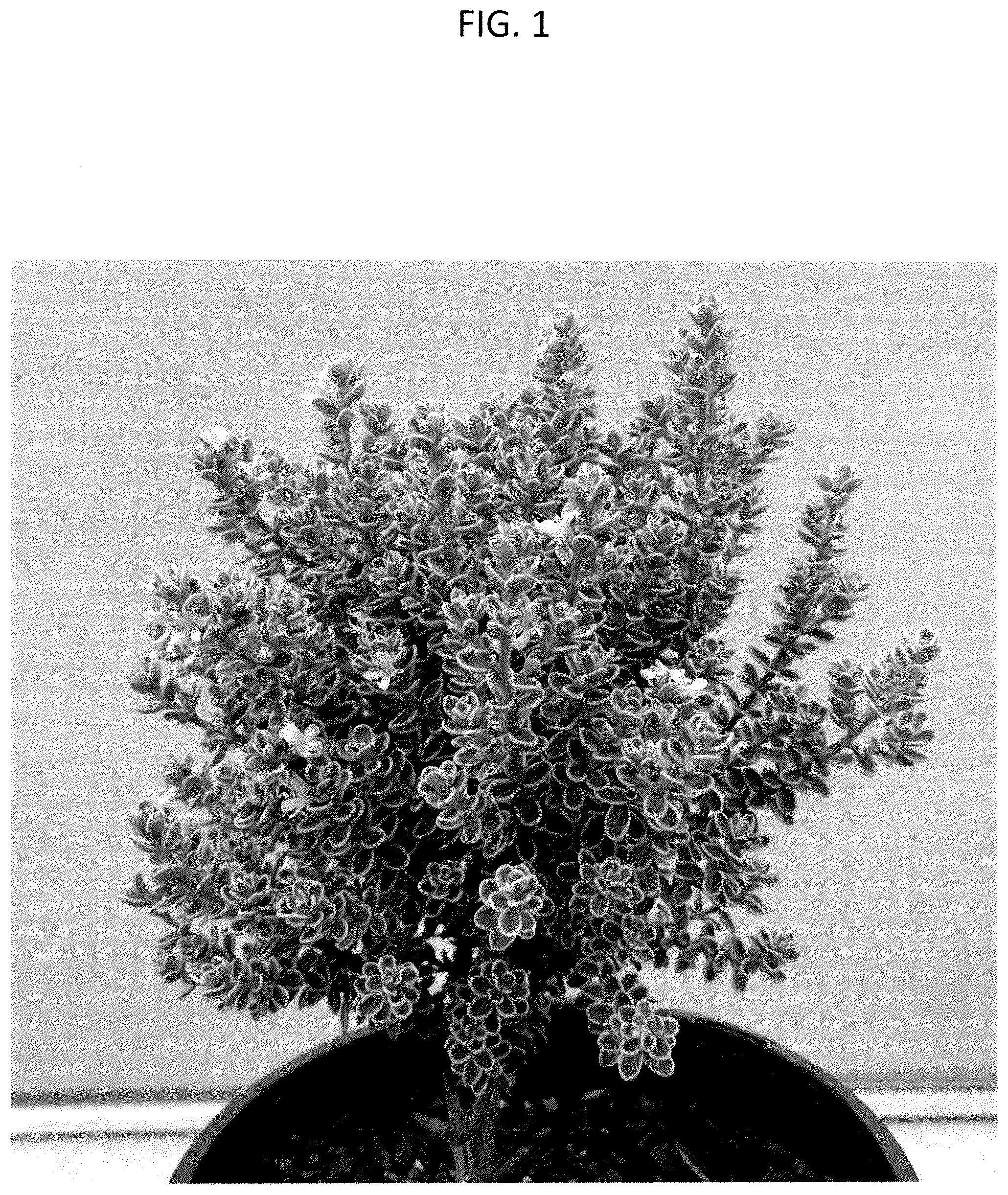 Patent USPP036285 — Westringia plant named ‘WES10’ — Figure 1