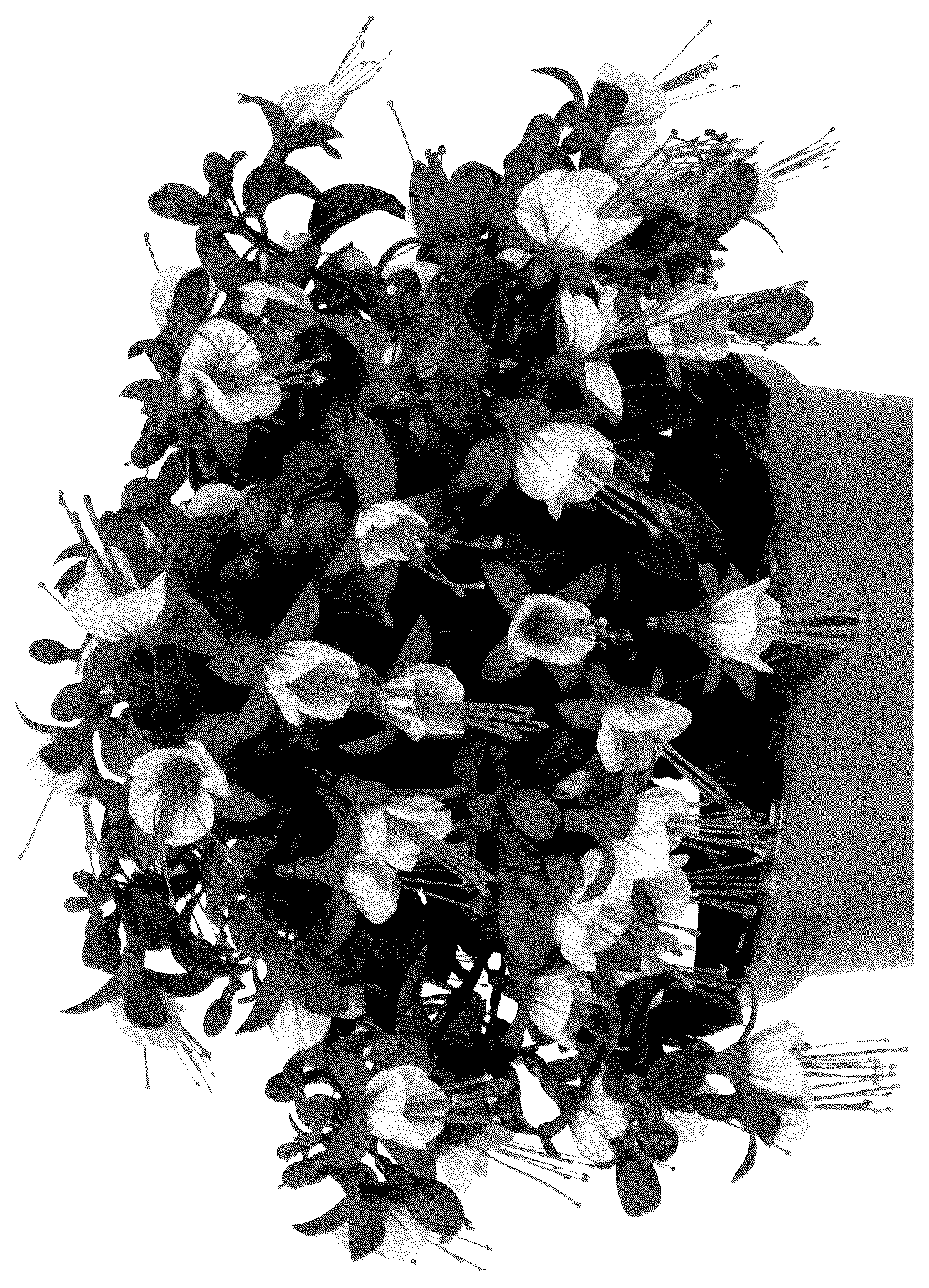 Patent USPP036287 — Fuchsia plant named ‘Dofuchbalrel’ — Figure 1