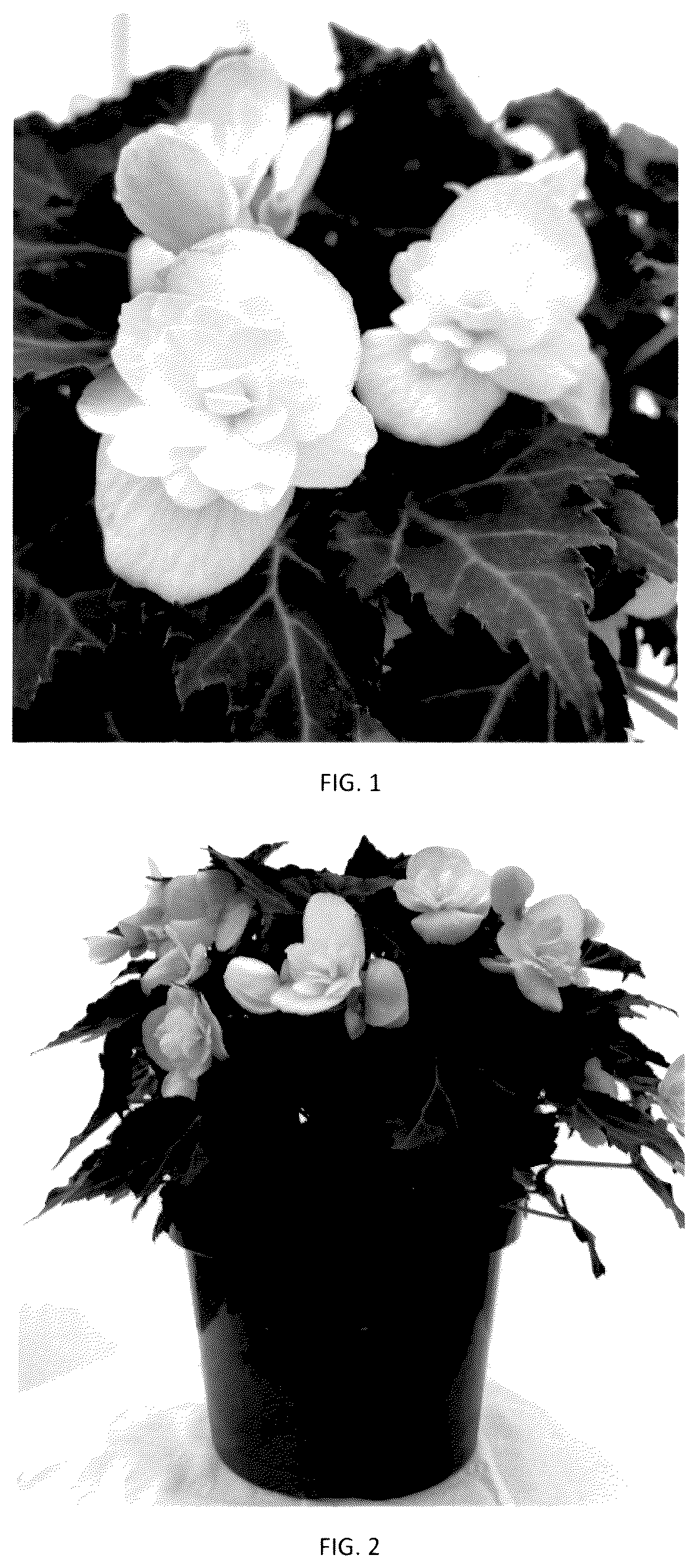 Patent USPP036288 — Begonia plant named ‘BEYZ0002’ — Figure 1