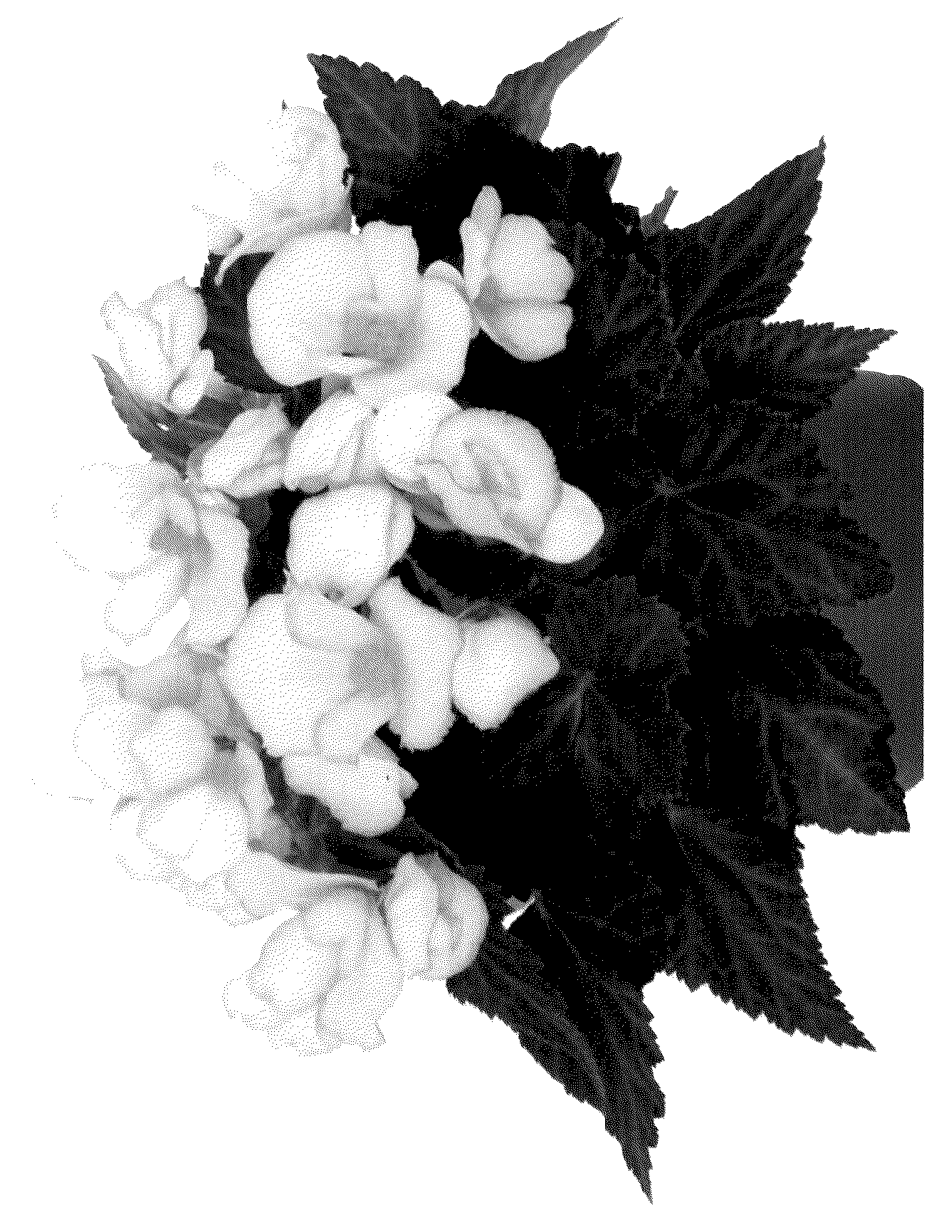 Patent USPP036289 Figure 1 – Begonia plant named ‘Dobeciupblu’