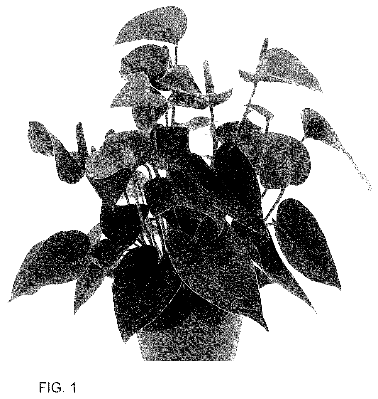 Patent USPP036290 — Anthurium plant named ‘AN2631609’ — Figure 1