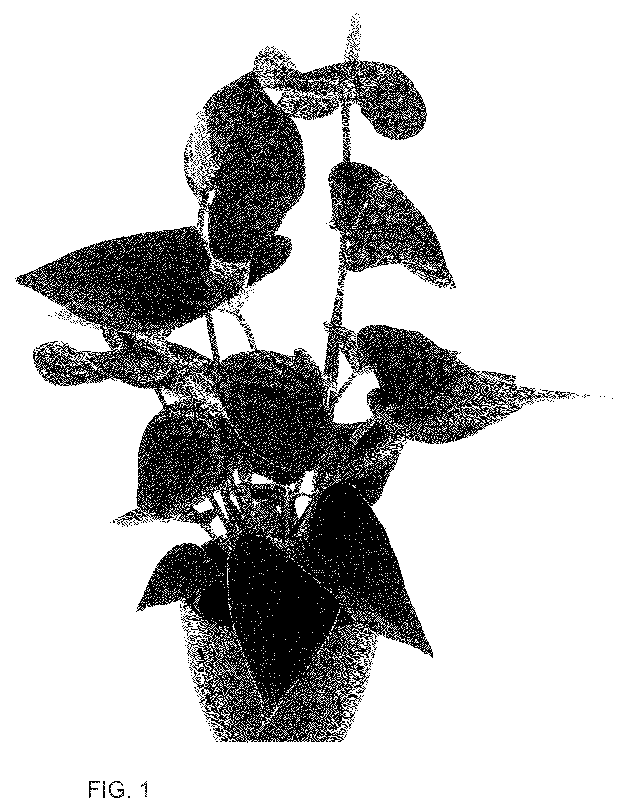 Patent USPP036291 — Anthurium plant named ‘AN2824056’ — Figure 1