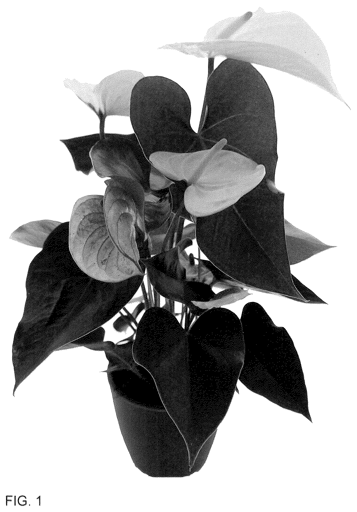 Patent USPP036292 — Anthurium plant named ‘AN2824663’ — Figure 1