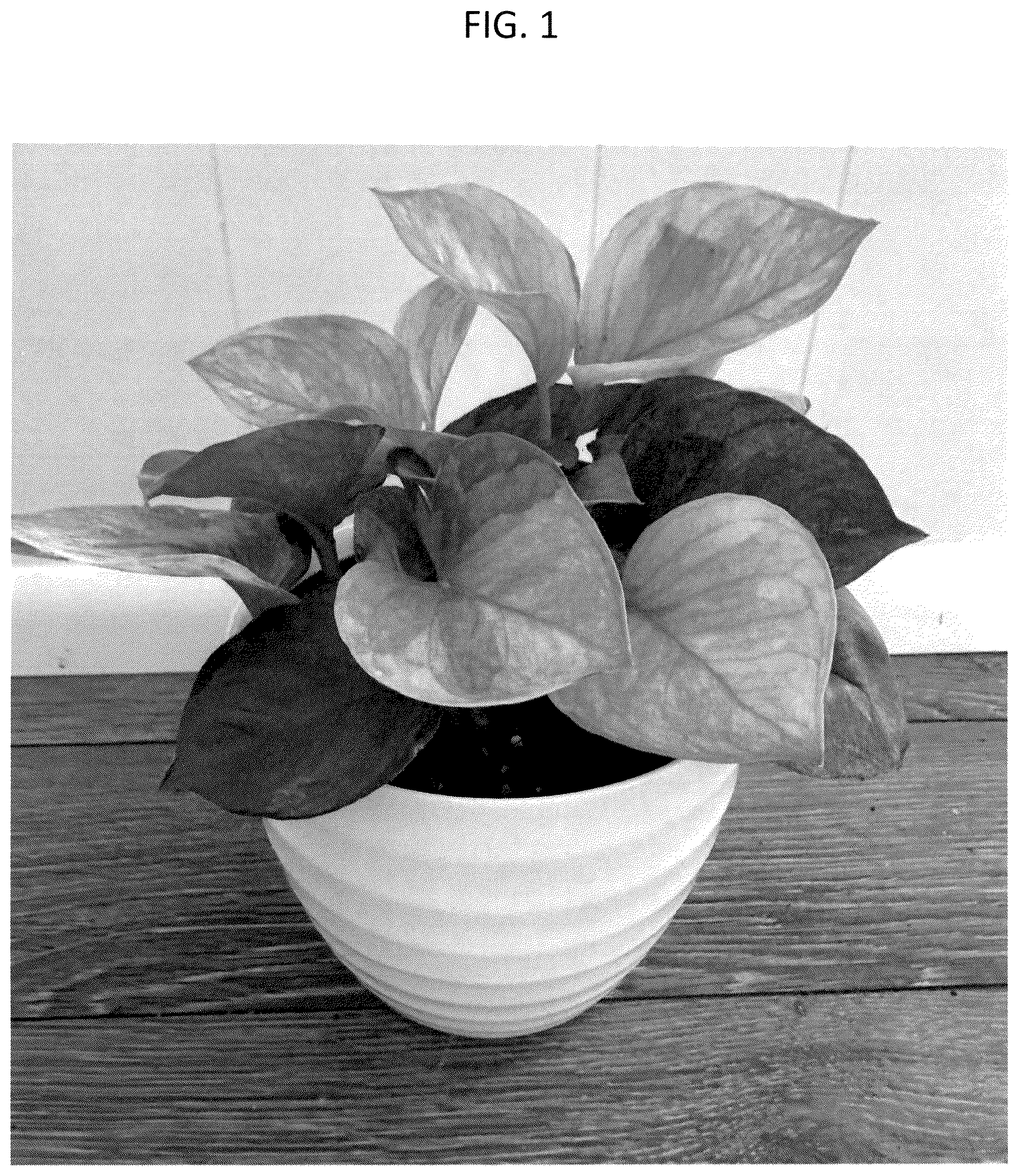 Patent USPP036293 — Epipremnum plant named ‘CF-MKR-EA1’ — Figure 1