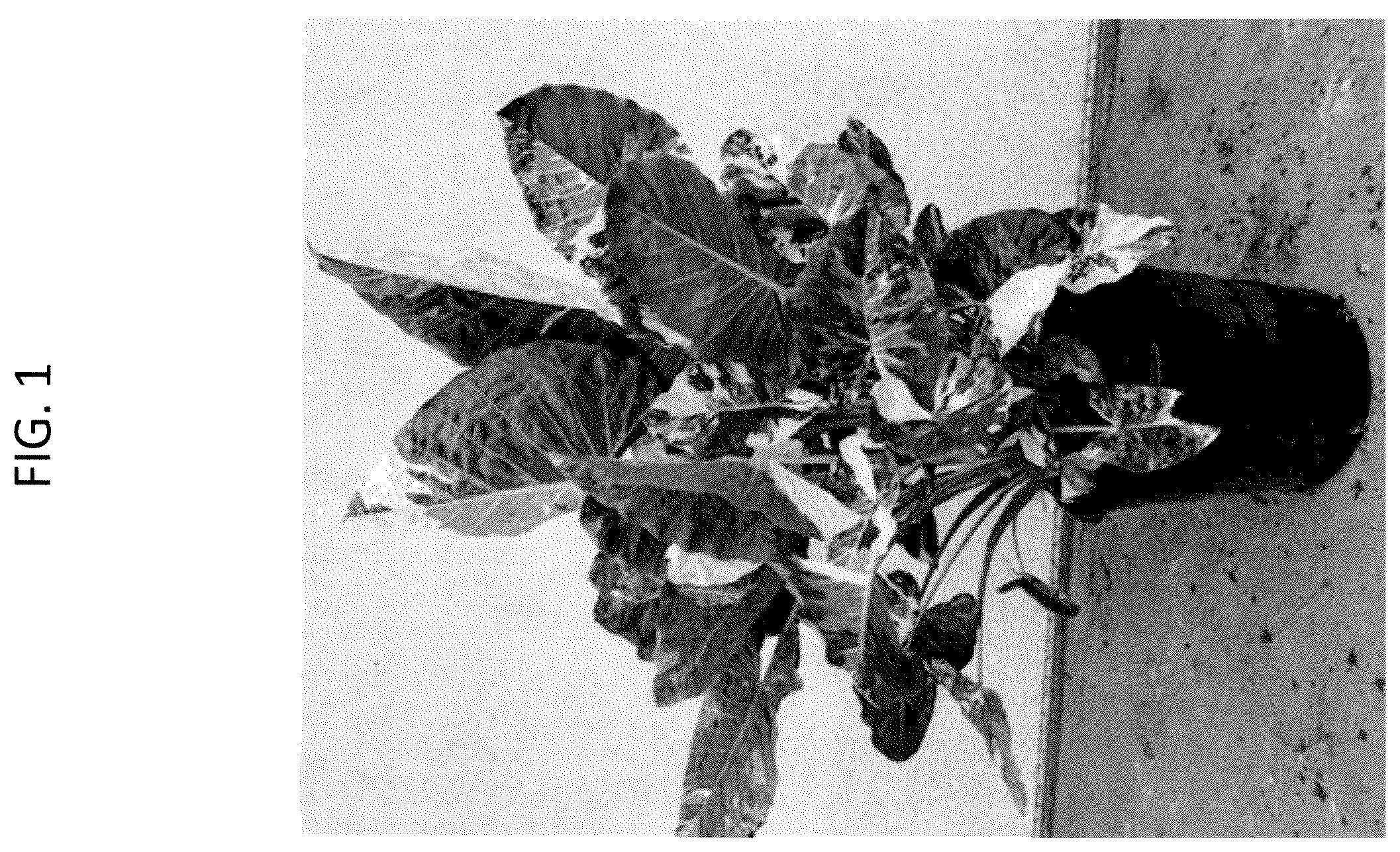 Patent USPP036294 — Alocasia plant named ‘AMILAPGO’ — Figure 1