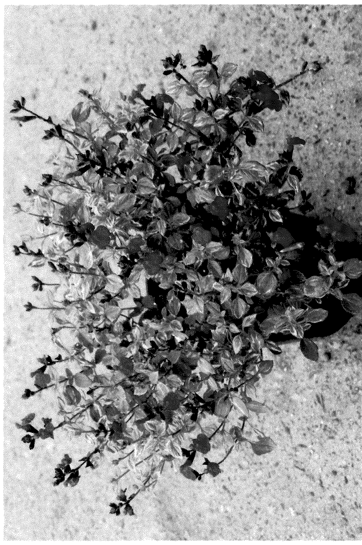 Patent USPP036296 — Salvia plant named MBN20203A — Figure 1
