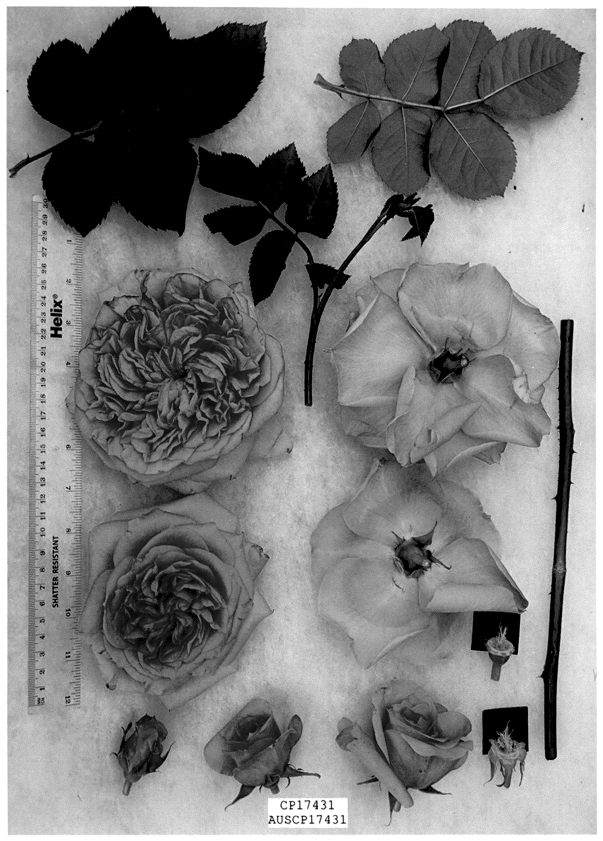 Patent USPP036297 Figure 1 – Rose hybrida shrub named “AUSCP17431”