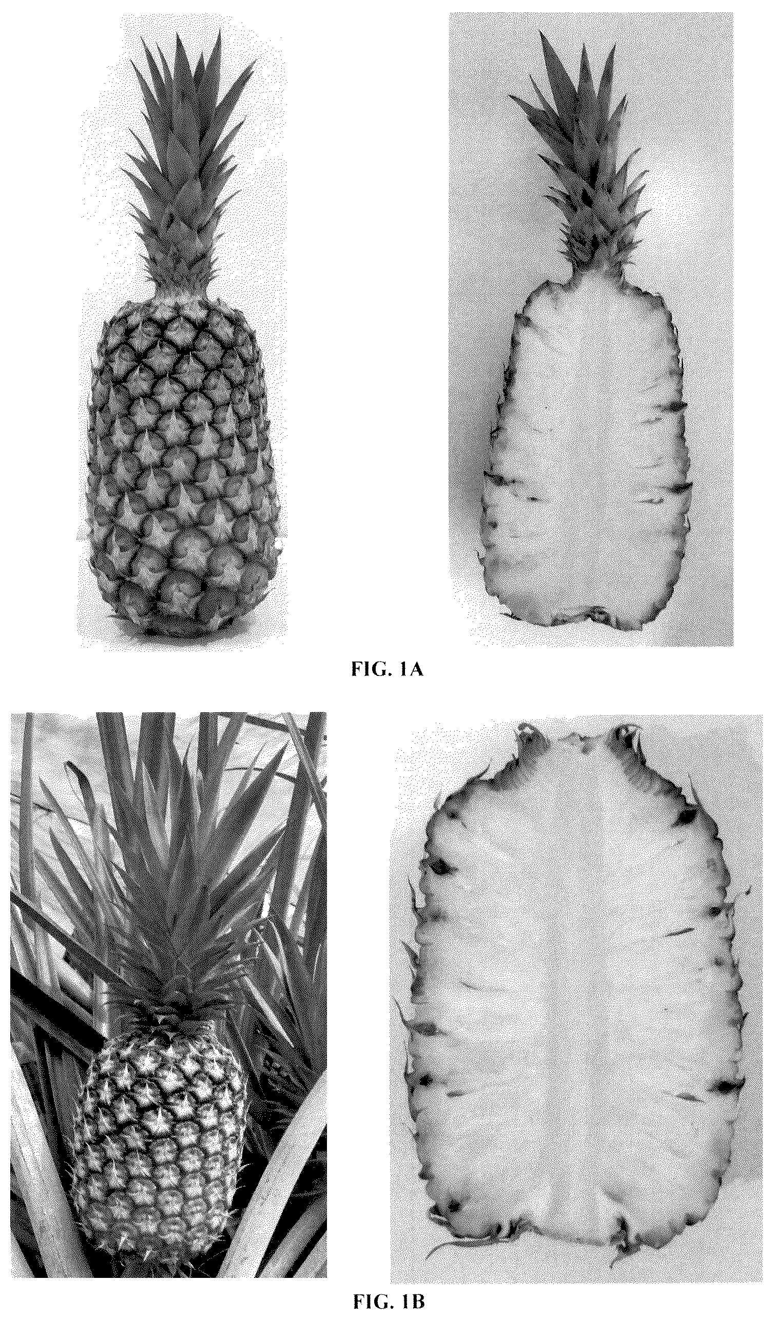 Patent USPP036298 — Pineapple plant named ‘HND-32’ — Figure 1