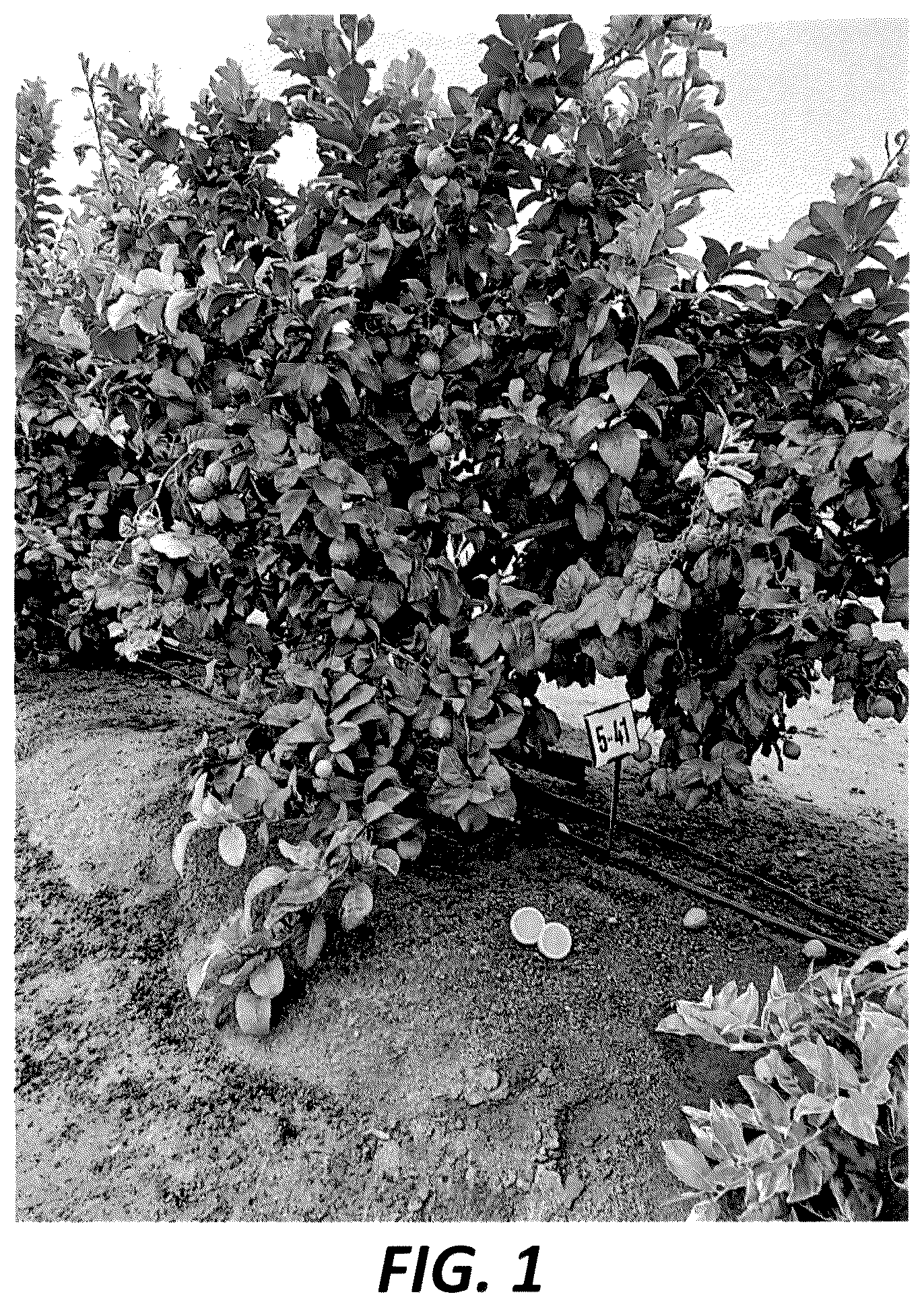 Patent USPP036299 — Lemon tree named ‘PLBA1’ — Figure 1