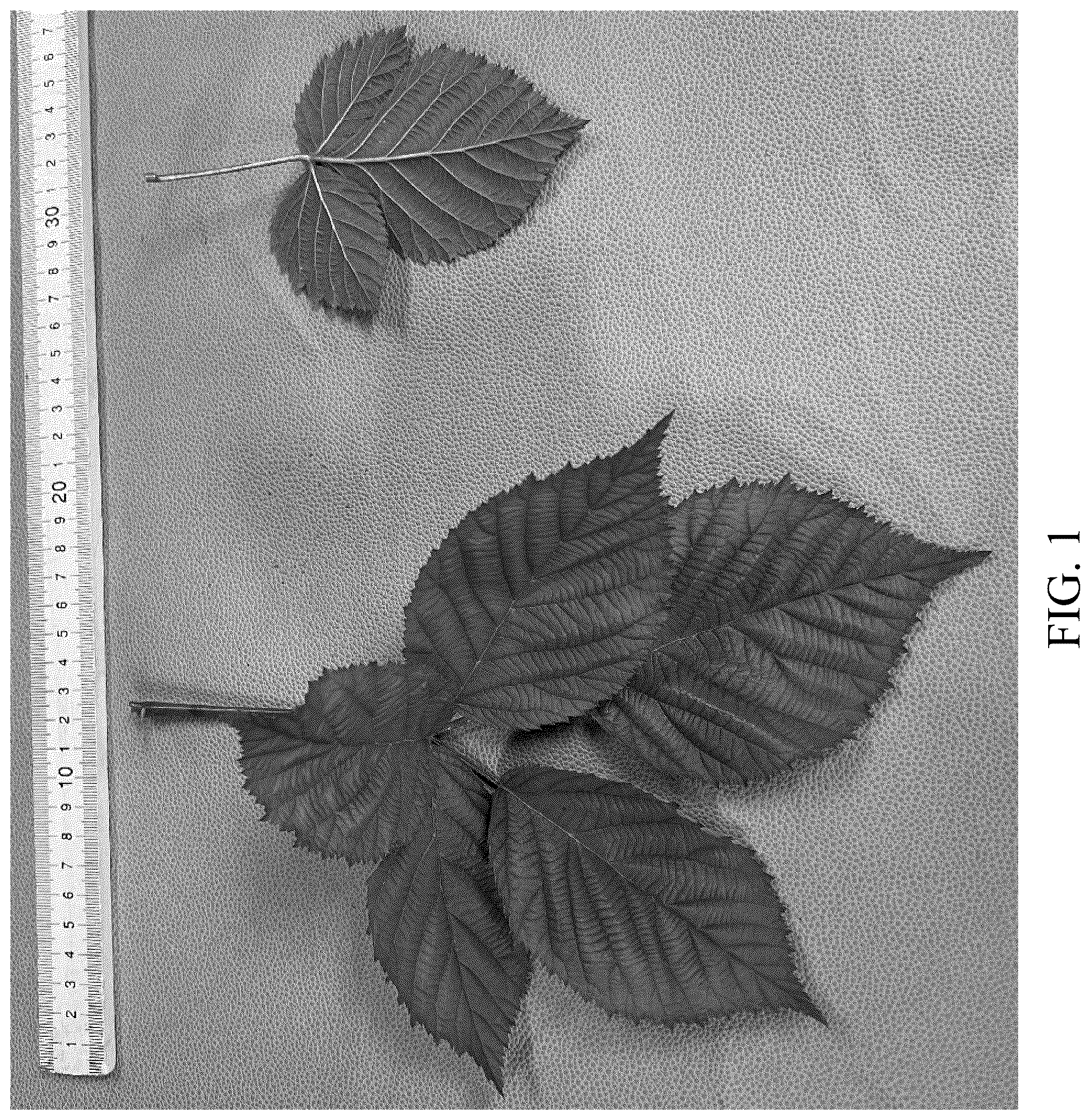 Patent USPP036300 — Blackberry plant named ‘DrisBlackThirtyThree’ — Figure 1