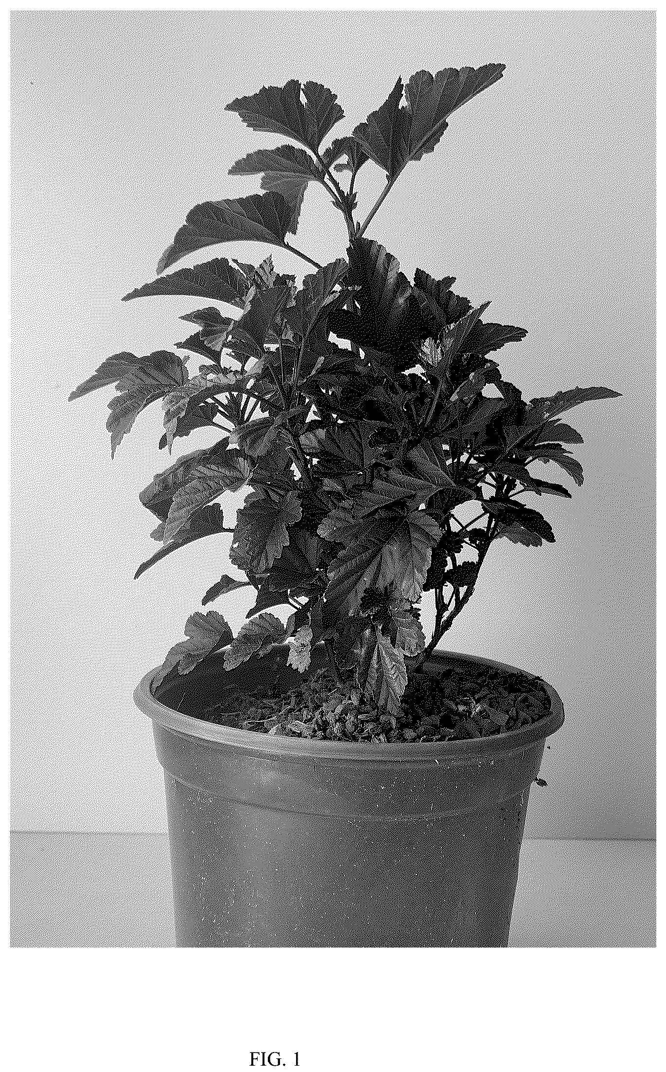 Patent USPP036301 — Physocarpus plant named ‘GRDARK01’ — Figure 1