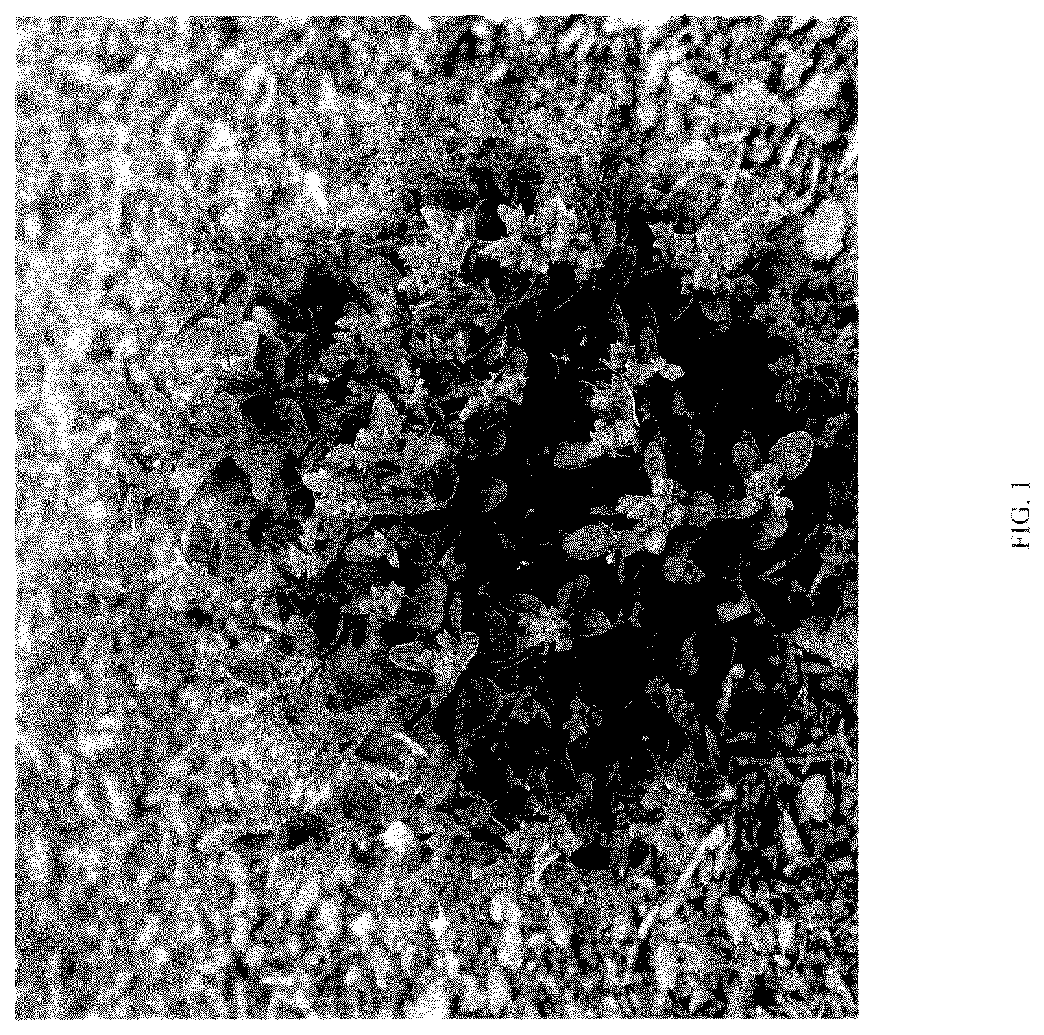 Patent USPP036302 — Buxus plant named ‘NSBBL’ — Figure 1
