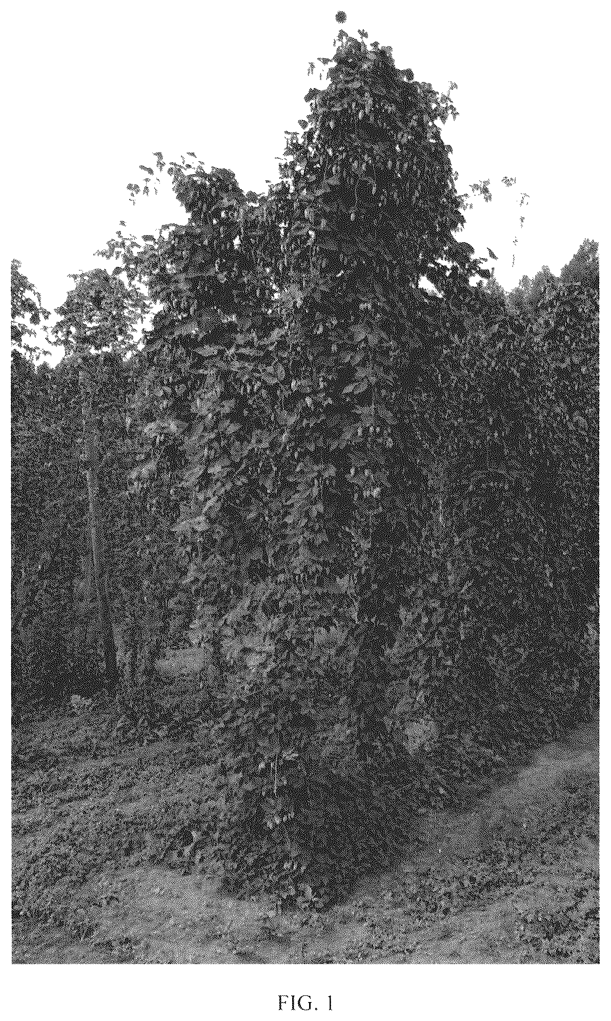 Patent USPP036303 — Hop plant named ‘Furano 0612B Go’ — Figure 1