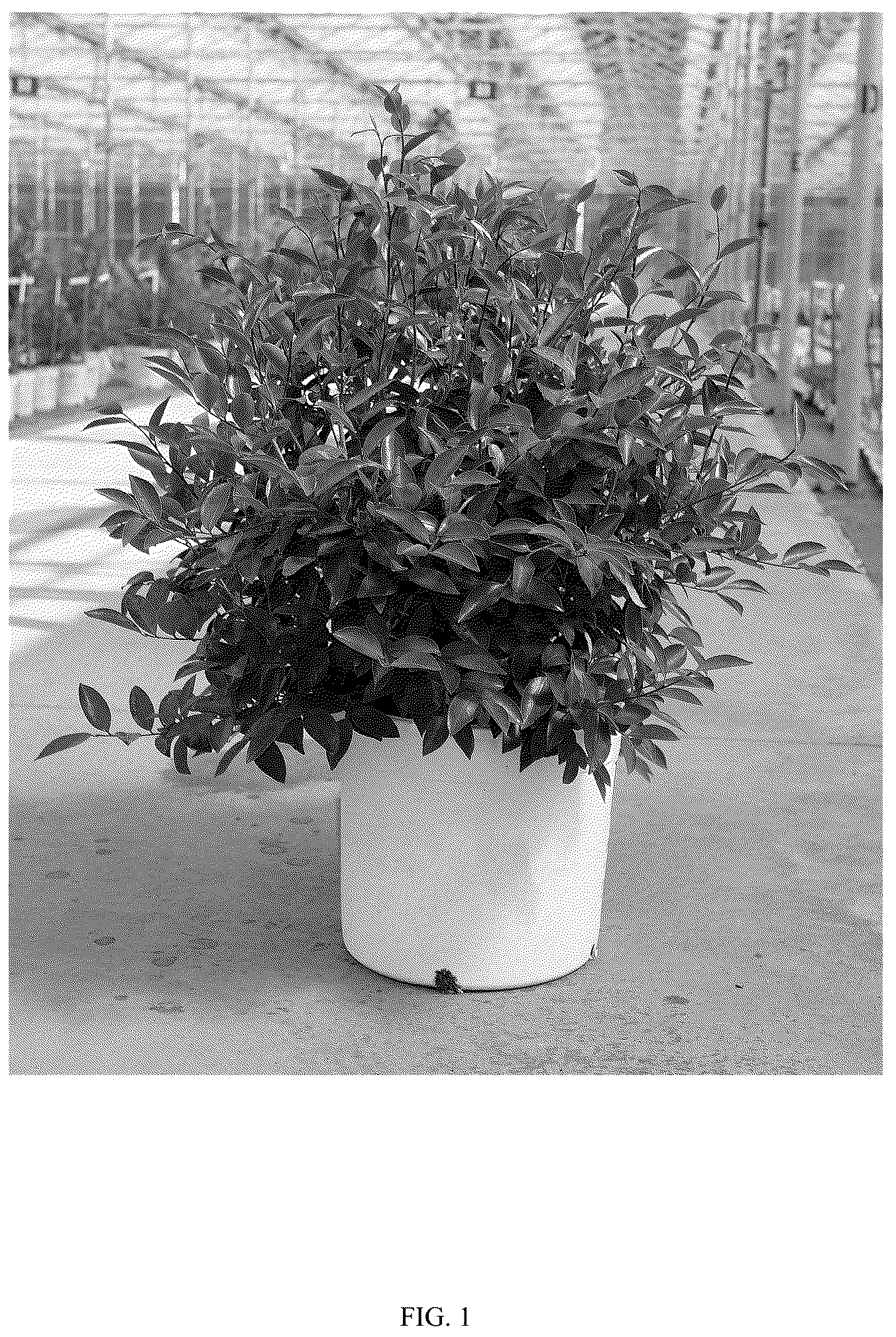 Patent USPP036304 — Camellia plant named ‘FARROWCJWD’ — Figure 1