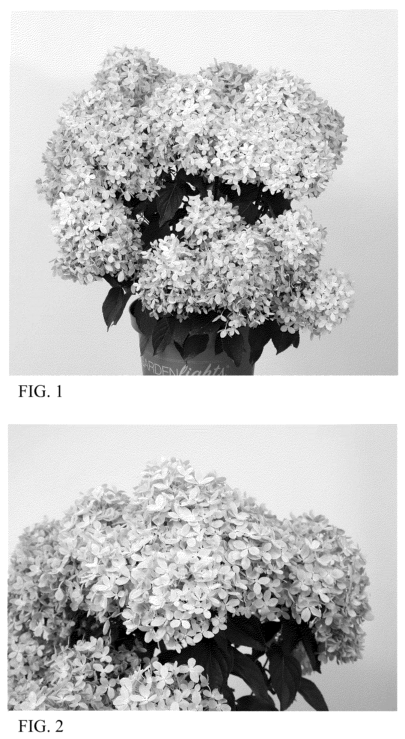 Patent USPP036305 Figure 1 – Hydrangea plant named ‘HYLV17520’