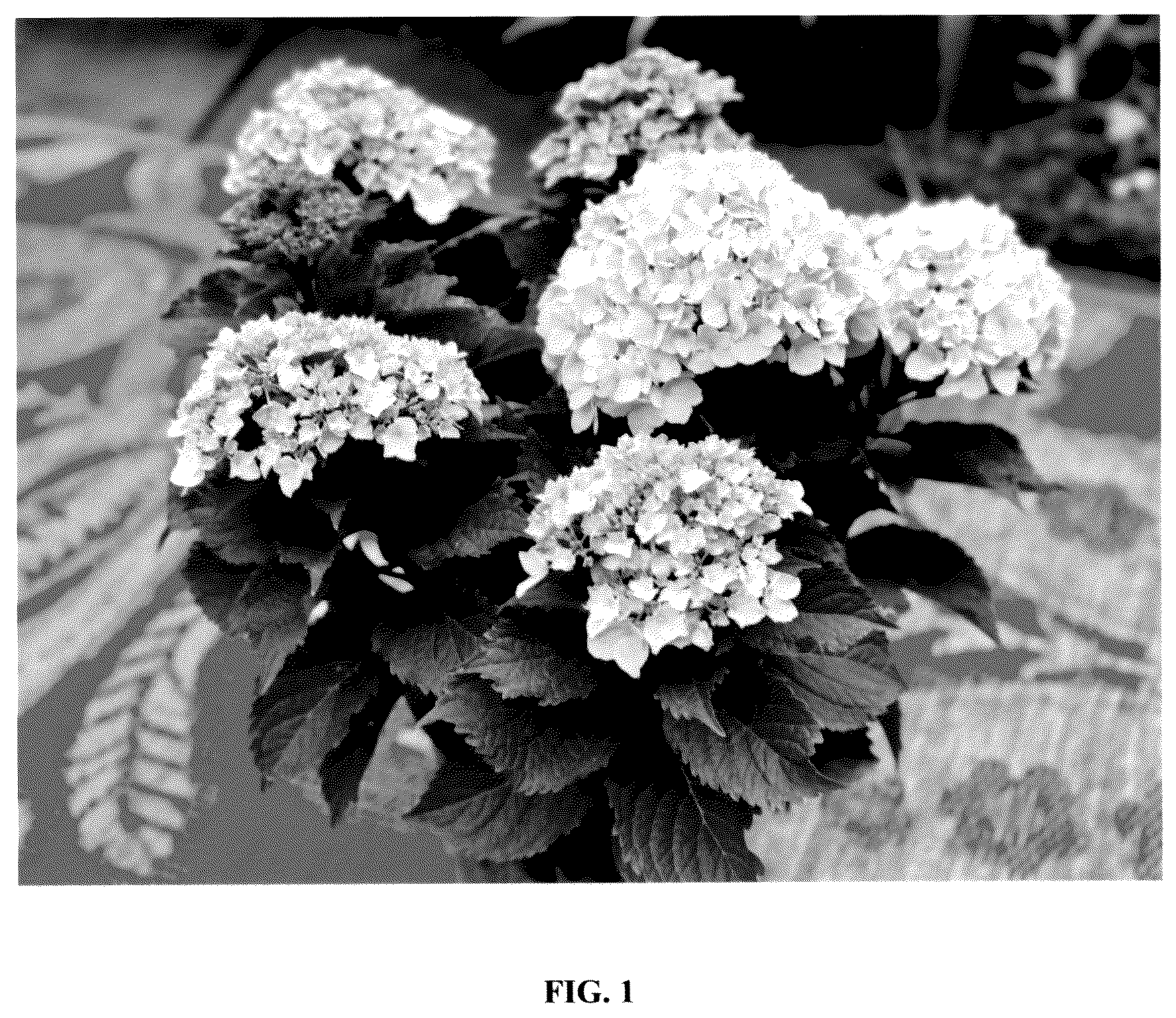Patent USPP036306 — Hydrangea plant named ‘Bailmaceight’ — Figure 1