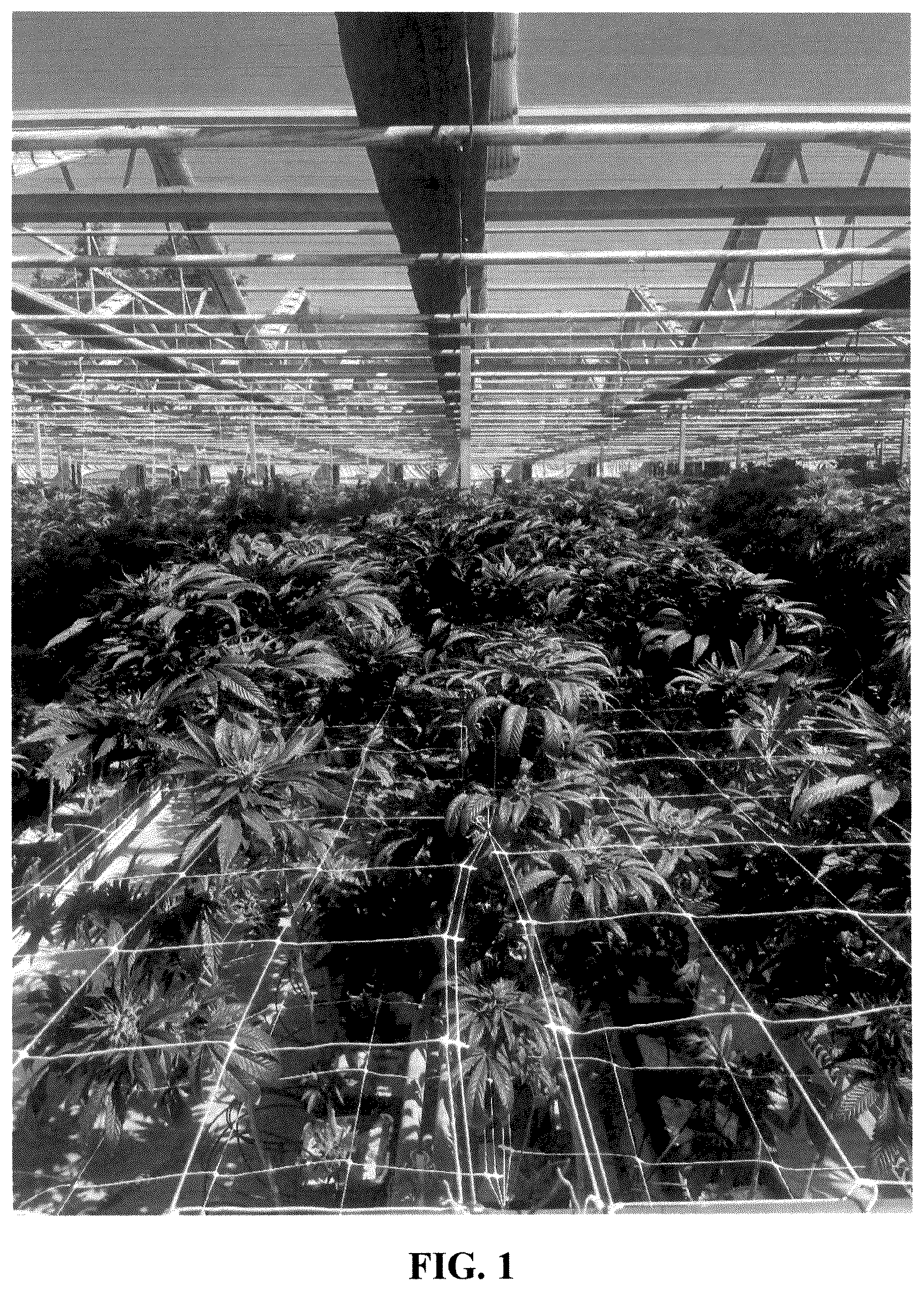 Patent USPP036307 — Cannabis plant named ‘21AF0716’ — Figure 1