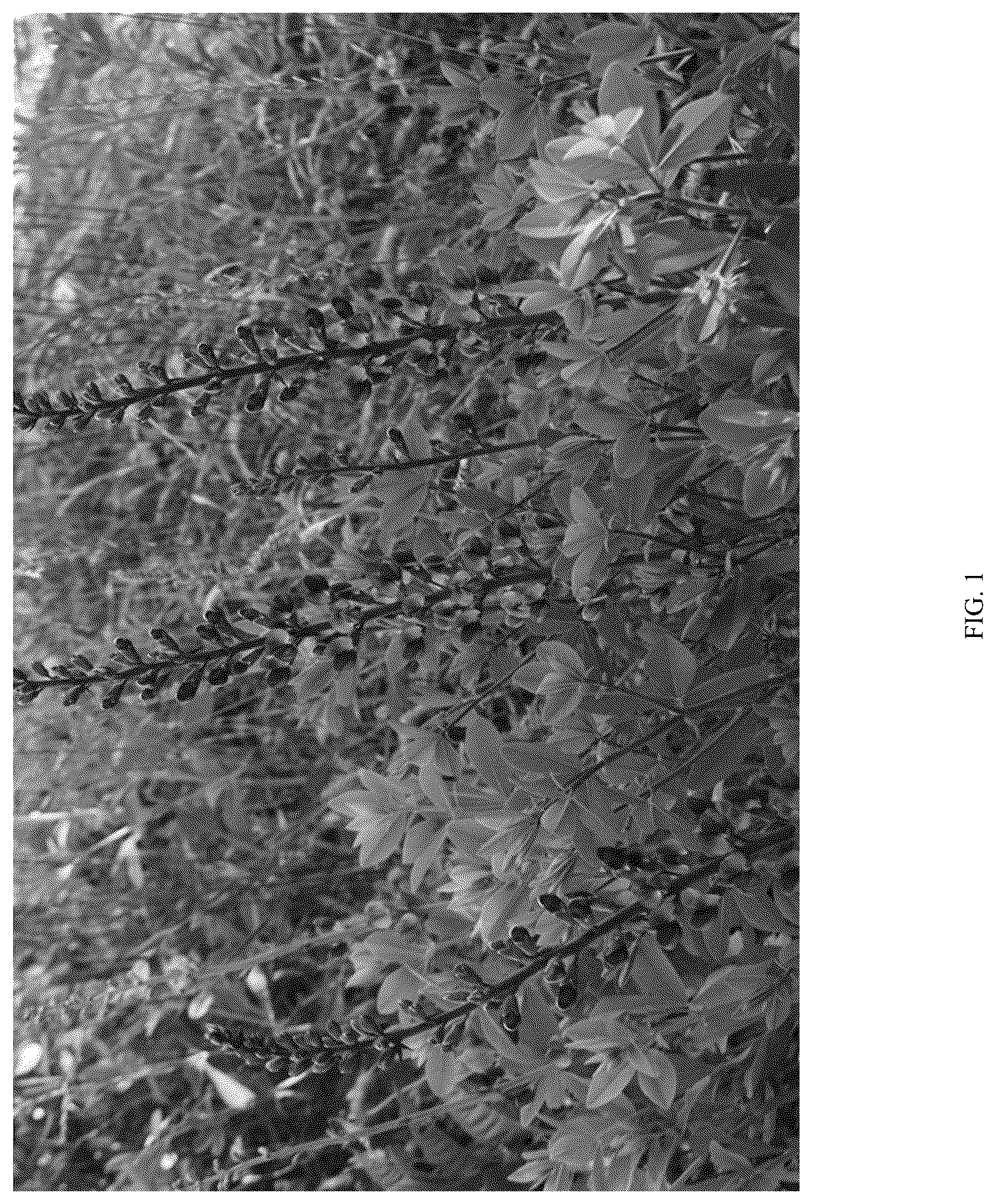 Patent USPP036308 — Baptisia plant named ‘PIIBAP-01-21’ — Figure 1