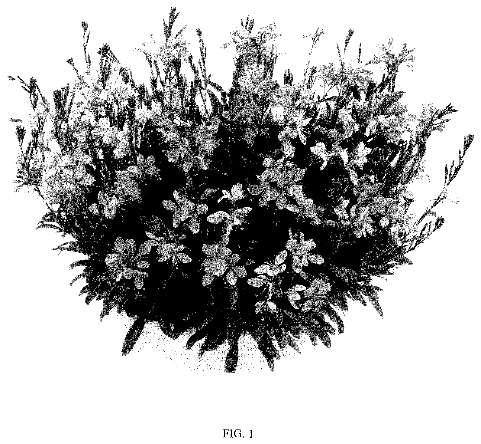 Patent USPP036314 — Gaura plant named ‘DGAUDARIP’ — Figure 1