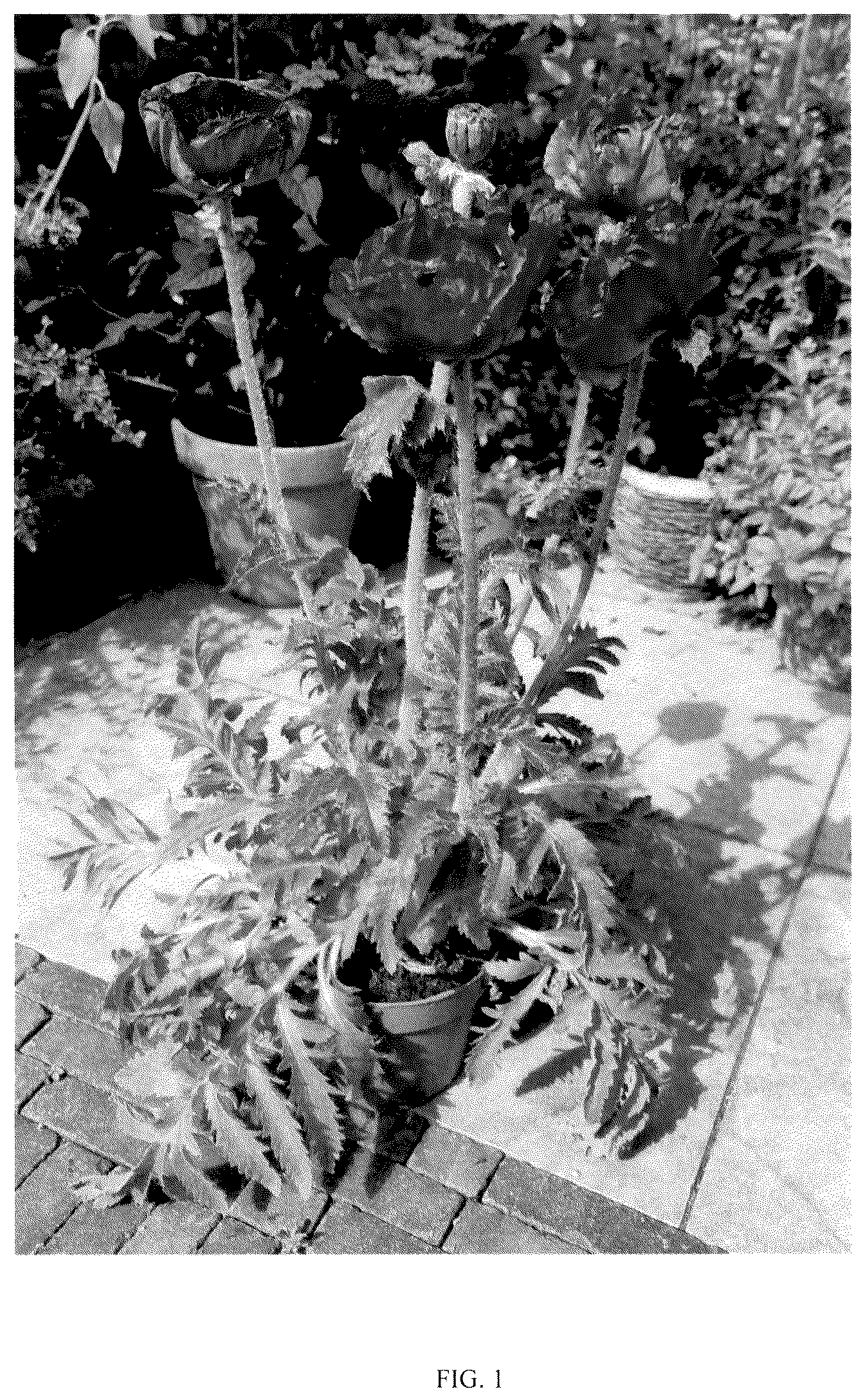 Patent USPP036315 — Papaver plant named ‘HG01’ — Figure 1