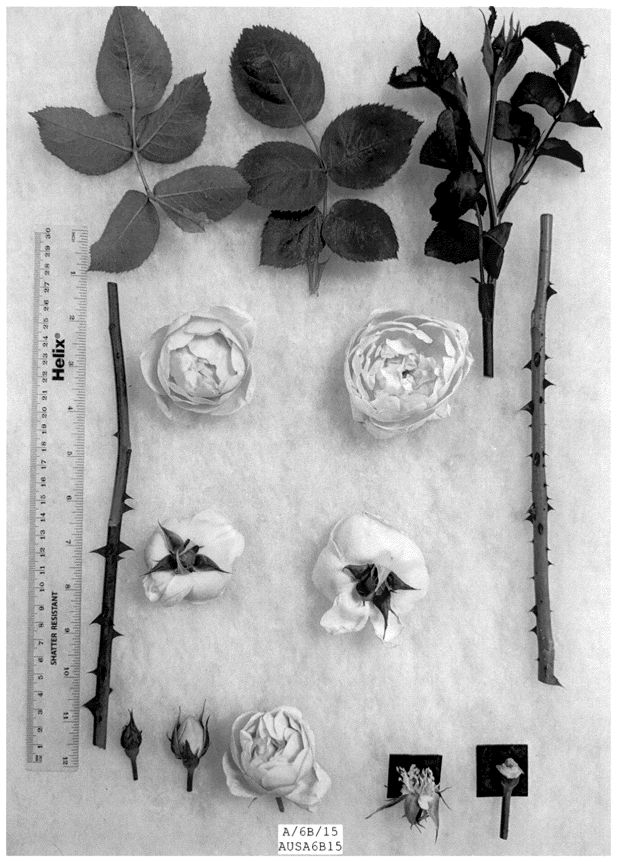 Patent USPP036316 — Rosa hybrida shrub plant named ‘AUSA6B15’ — Figure 1